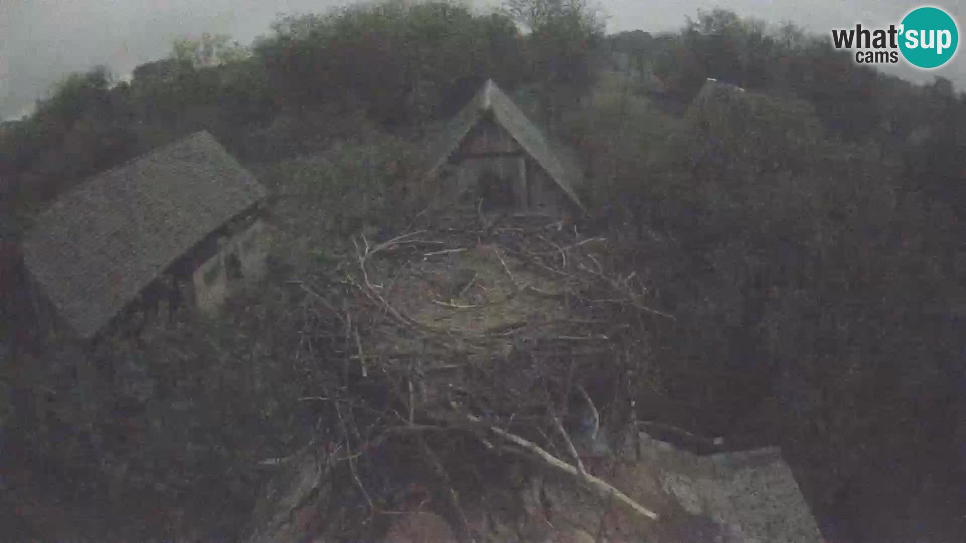 Webcam Europäisches Storchendorf – Naturpark Lonjsko polje