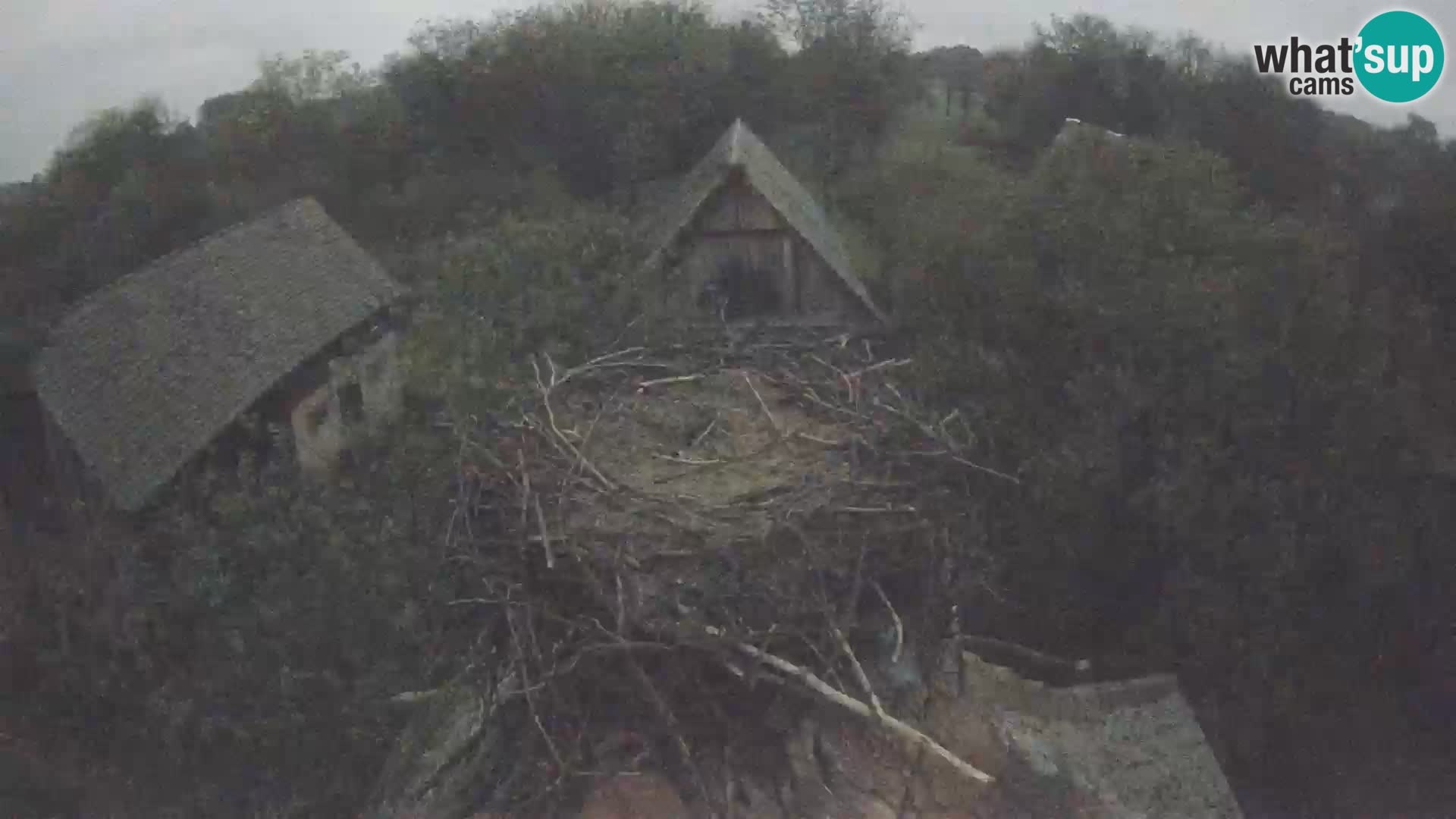 Live webcam European stork village – Lonjsko polje Nature Park