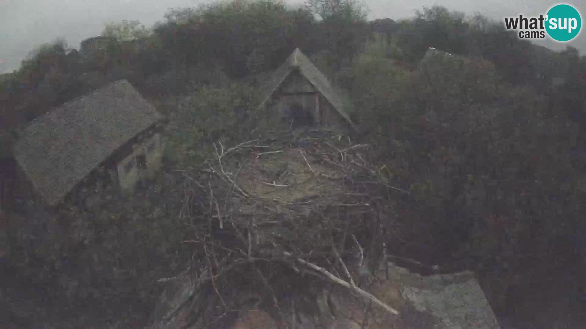 Village européen de cigognes webcam Parc naturel de Lonjsko polje