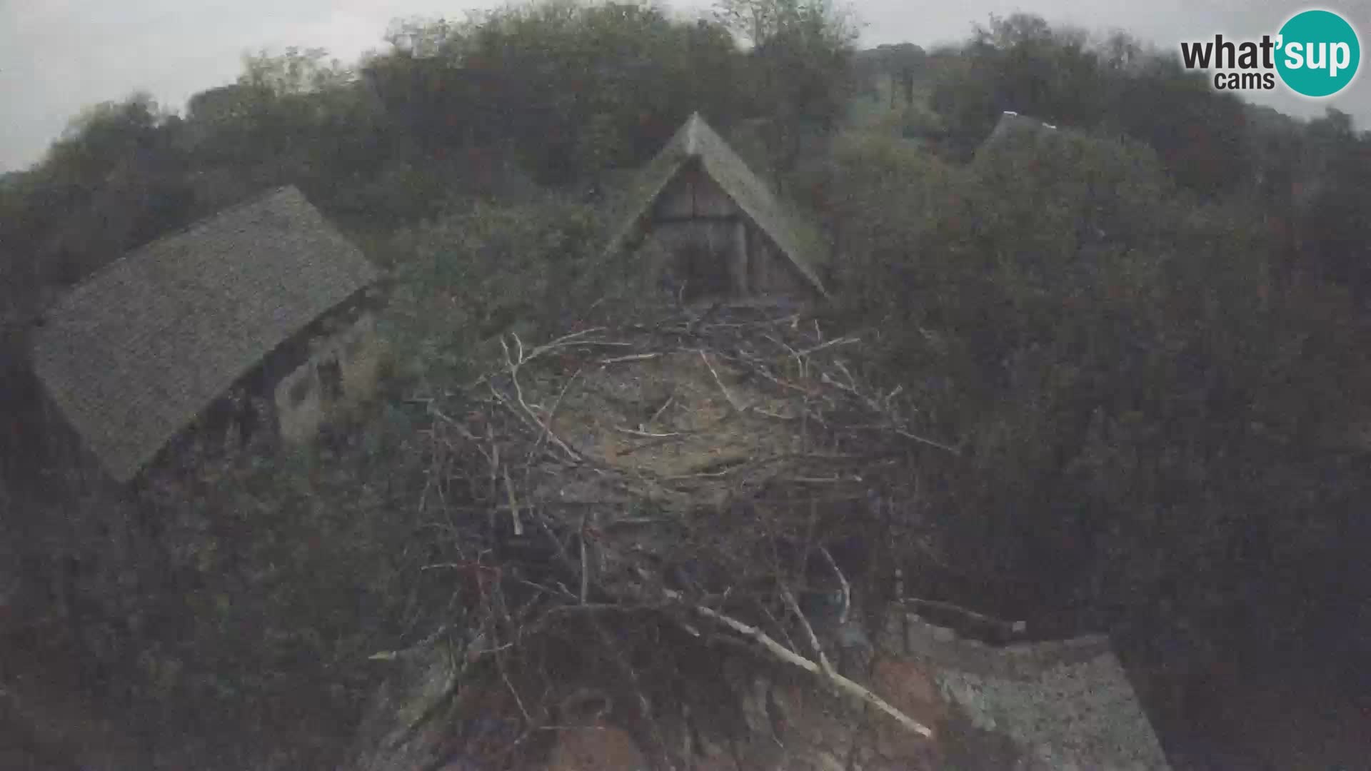 Live webcam European stork village – Lonjsko polje Nature Park