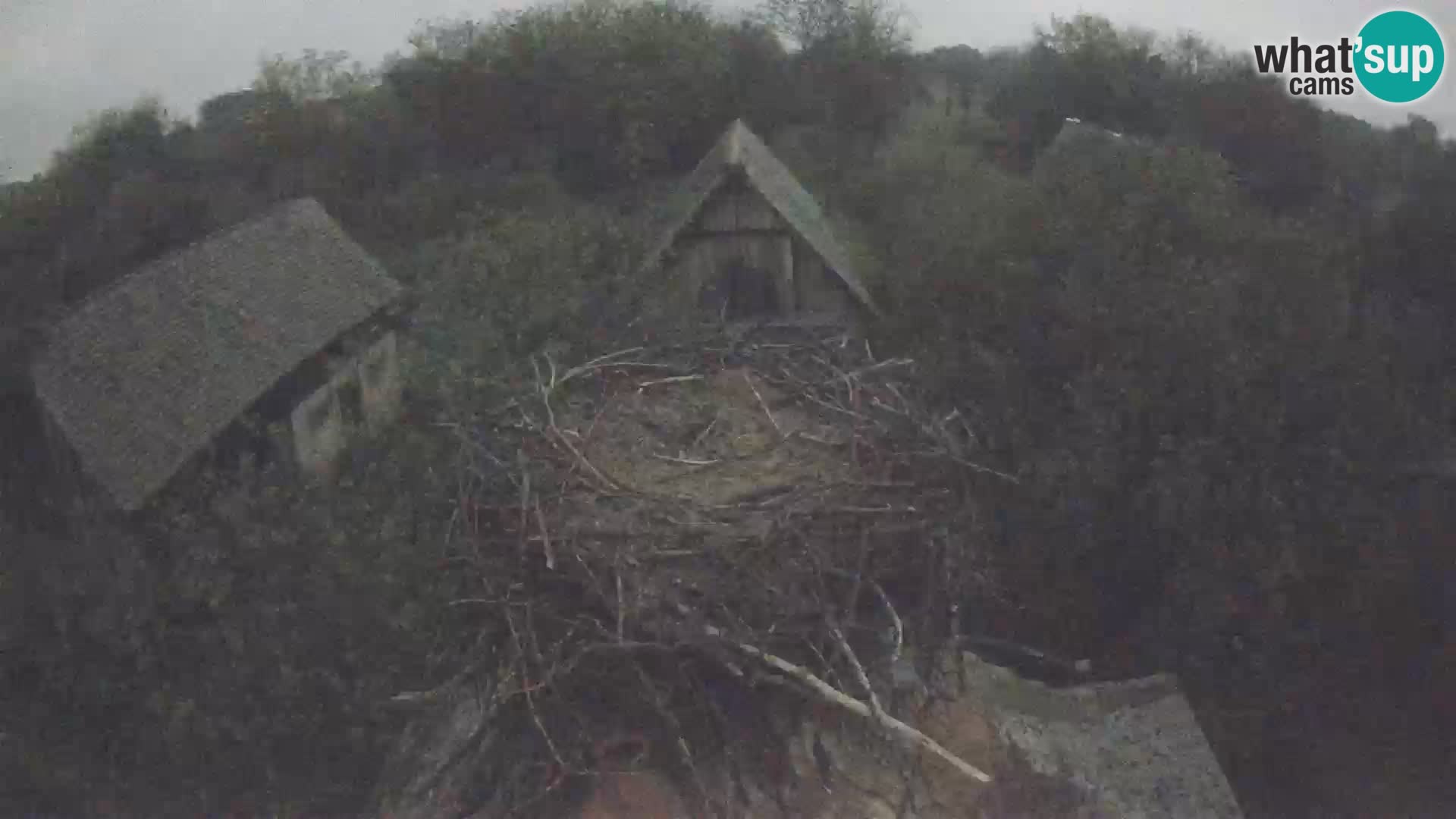 Pueblo europeo de cigüeñas camera en vivo Parque Natural Lonjsko polje