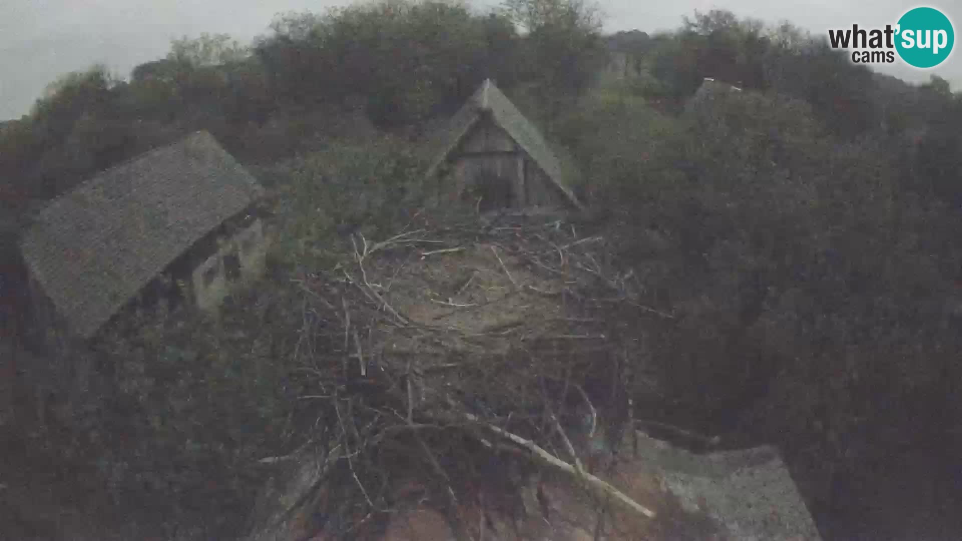 Webcam Europäisches Storchendorf – Naturpark Lonjsko polje