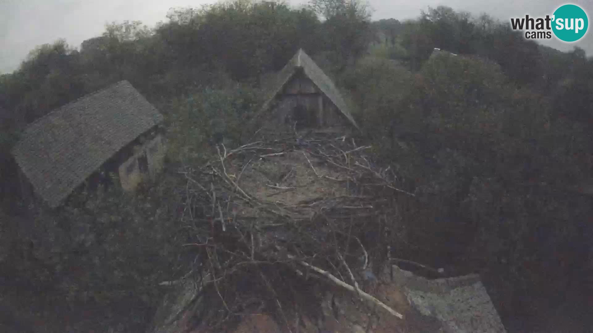 Villaggio delle cicogne europee webcam Parco naturale di Lonjsko polje