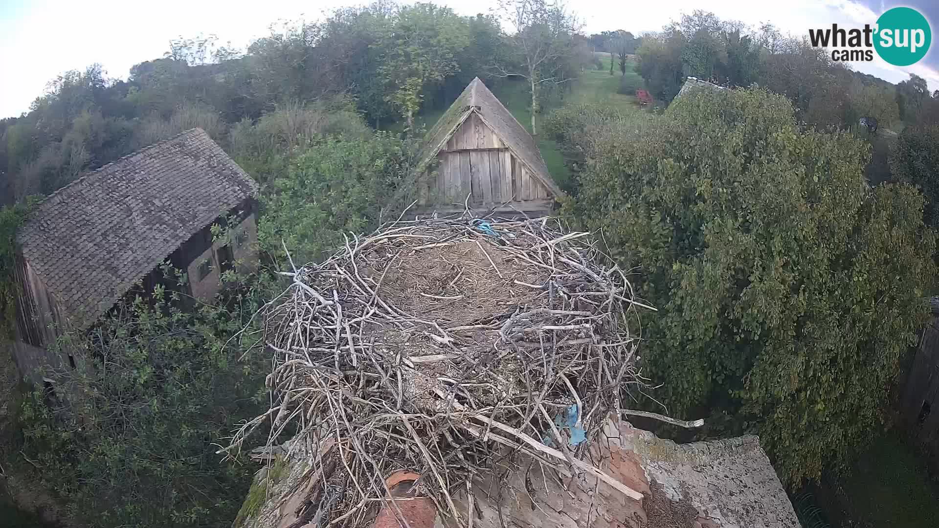 Live webcam European stork village – Lonjsko polje Nature Park