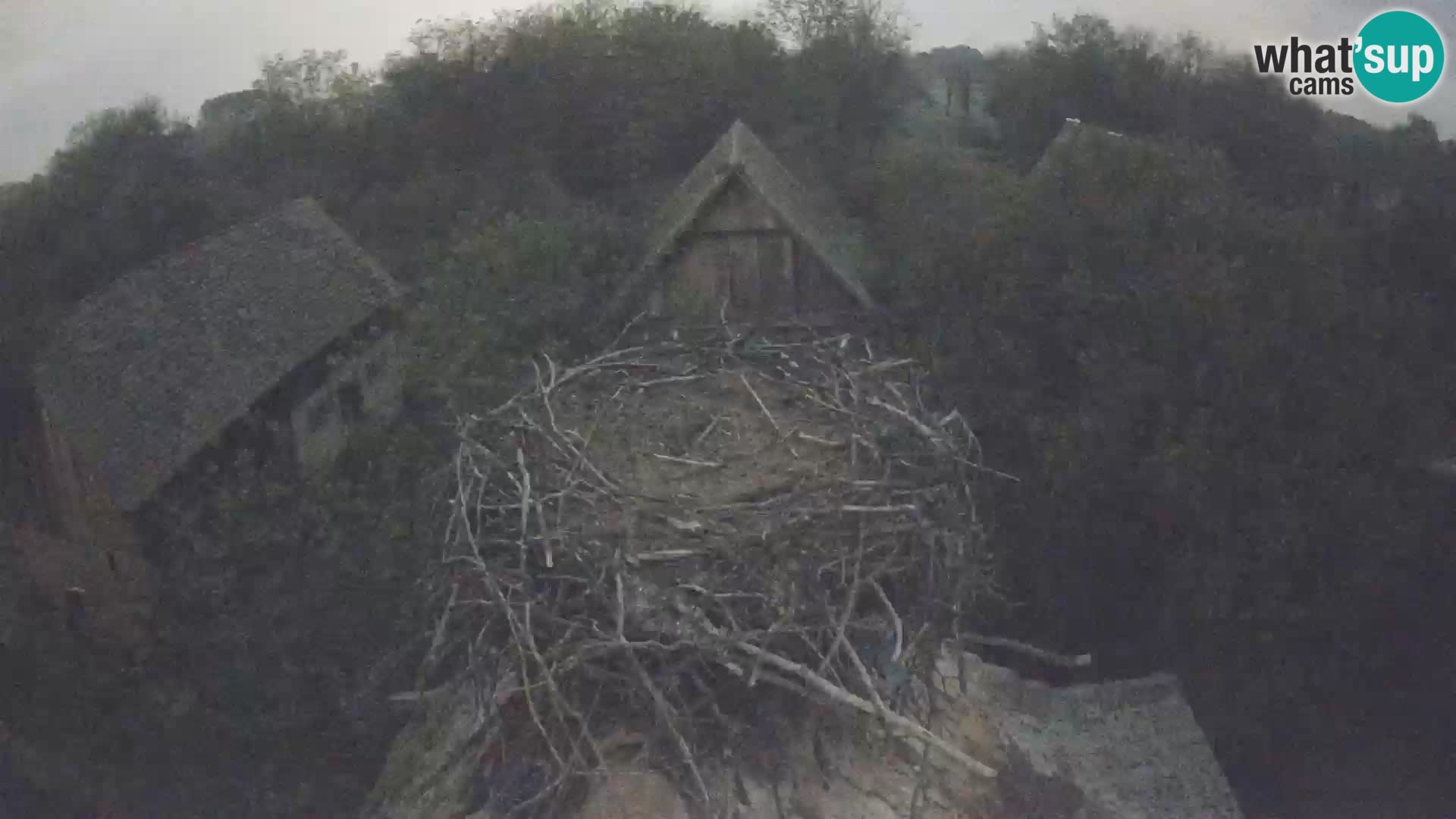 Village européen de cigognes webcam Parc naturel de Lonjsko polje