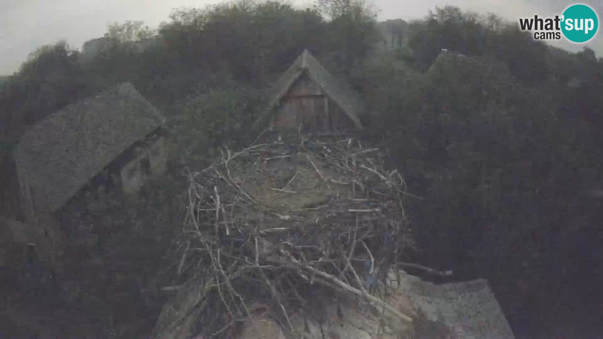 Pueblo europeo de cigüeñas camera en vivo Parque Natural Lonjsko polje