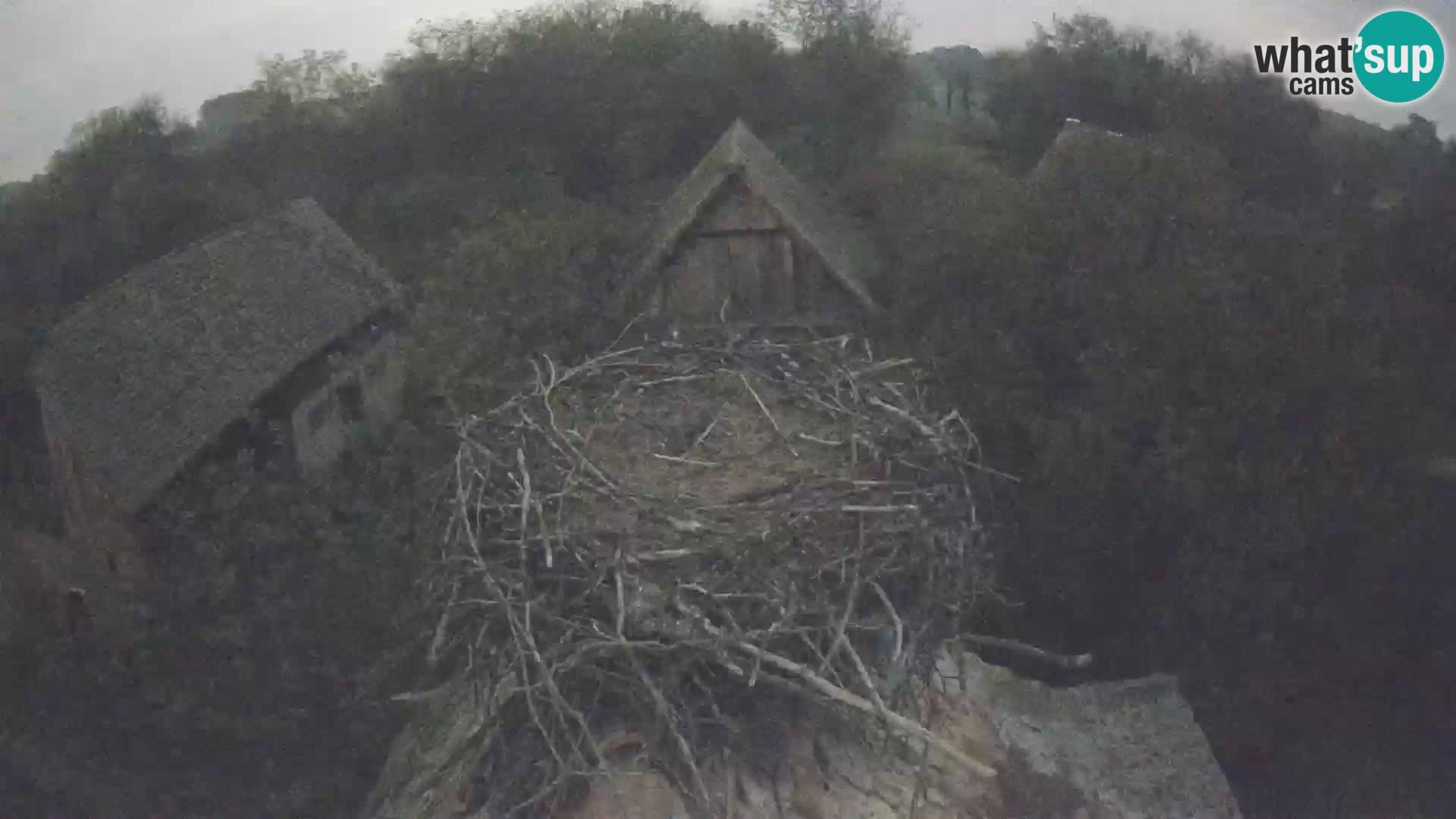 Pueblo europeo de cigüeñas camera en vivo Parque Natural Lonjsko polje