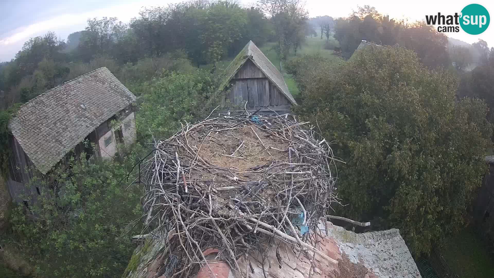 Live webcam European stork village – Lonjsko polje Nature Park