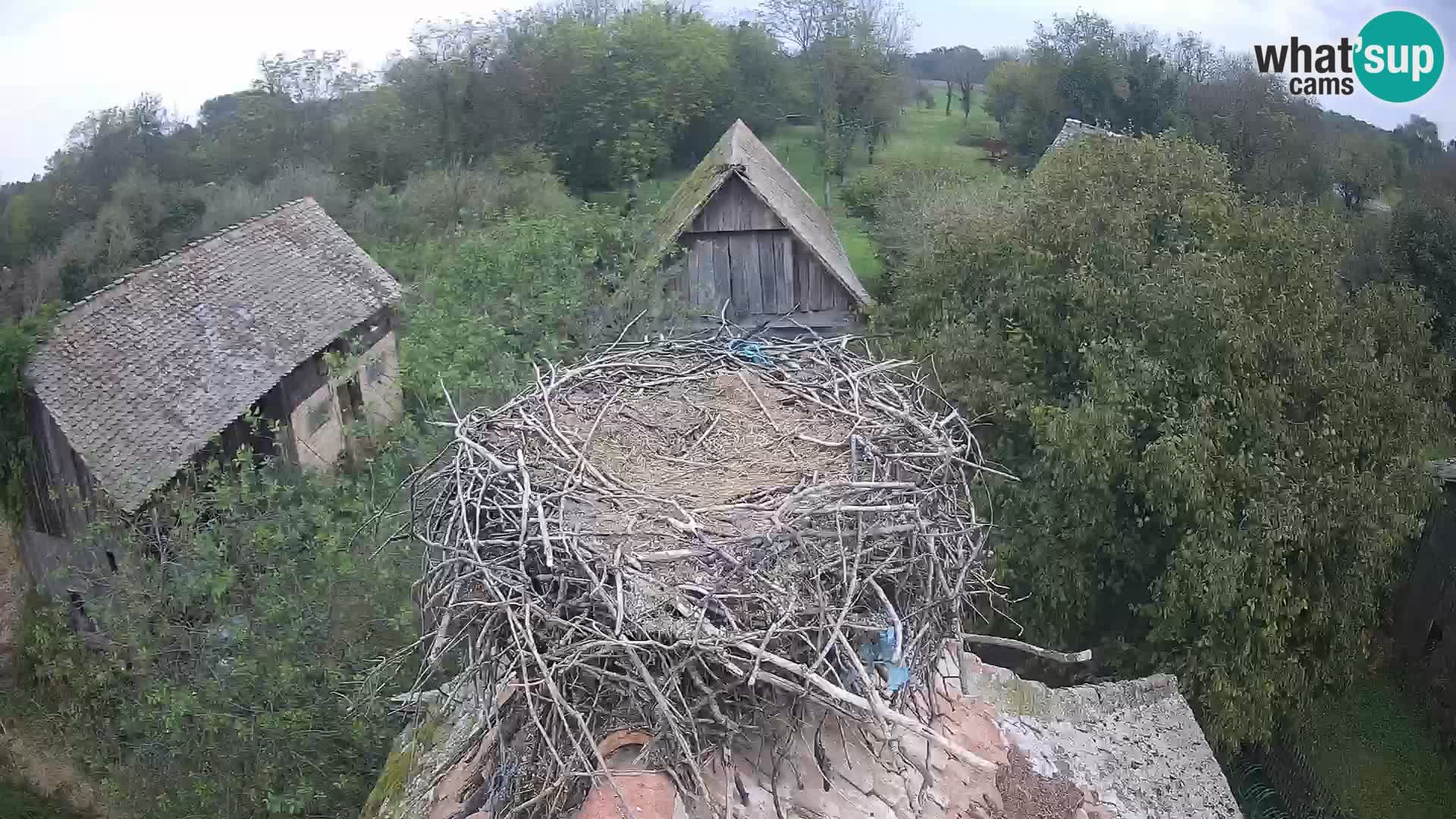 Webcam Europäisches Storchendorf – Naturpark Lonjsko polje