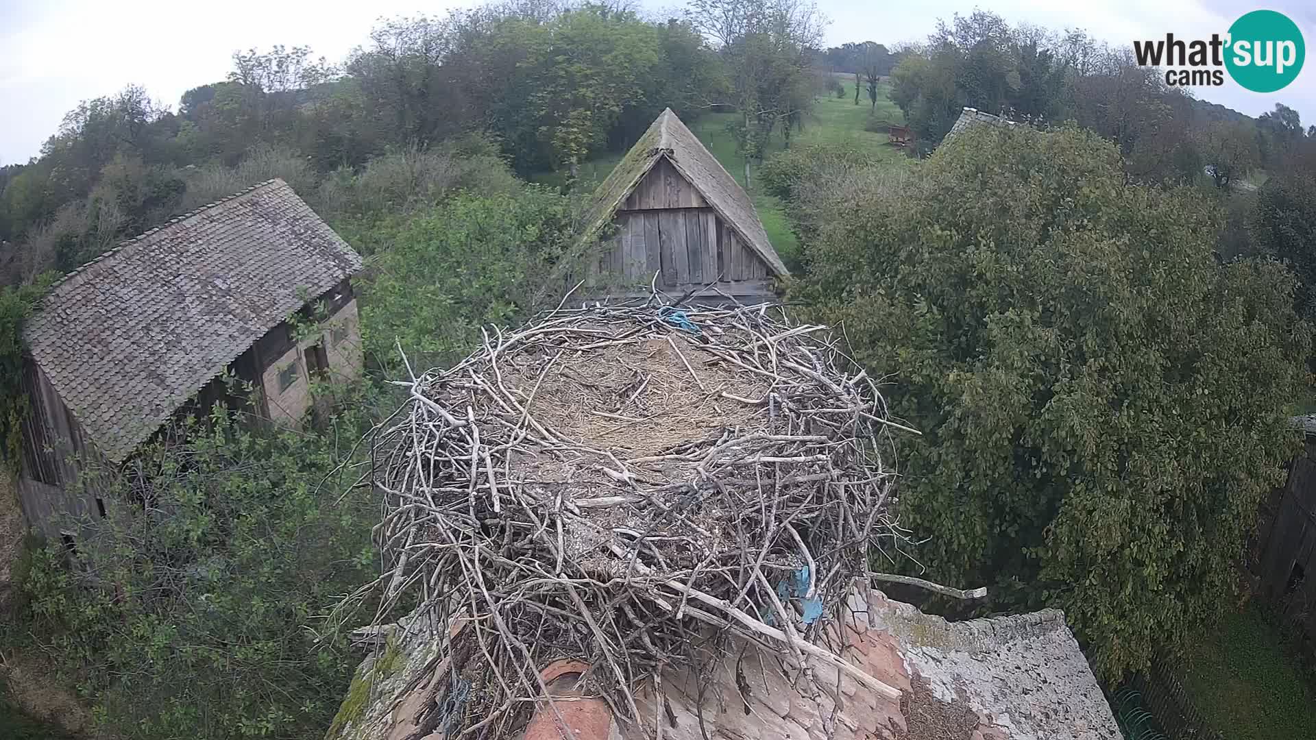 Villaggio delle cicogne europee webcam Parco naturale di Lonjsko polje