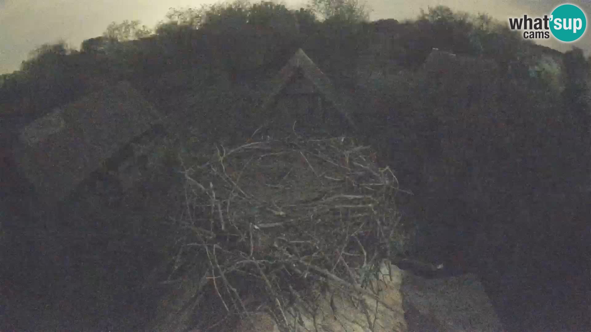 Villaggio delle cicogne europee webcam Parco naturale di Lonjsko polje