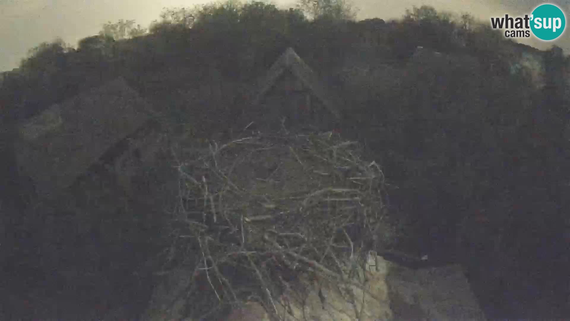 Live webcam European stork village – Lonjsko polje Nature Park