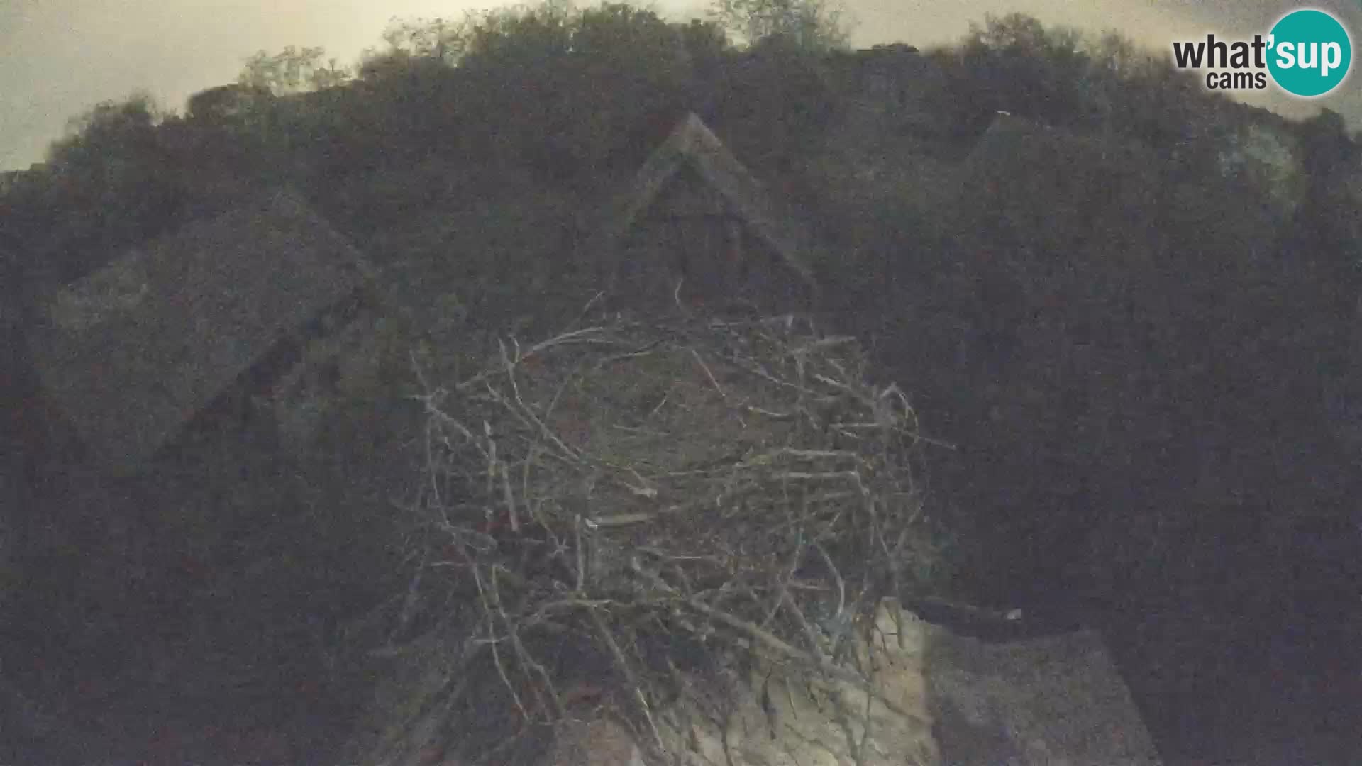 Village européen de cigognes webcam Parc naturel de Lonjsko polje