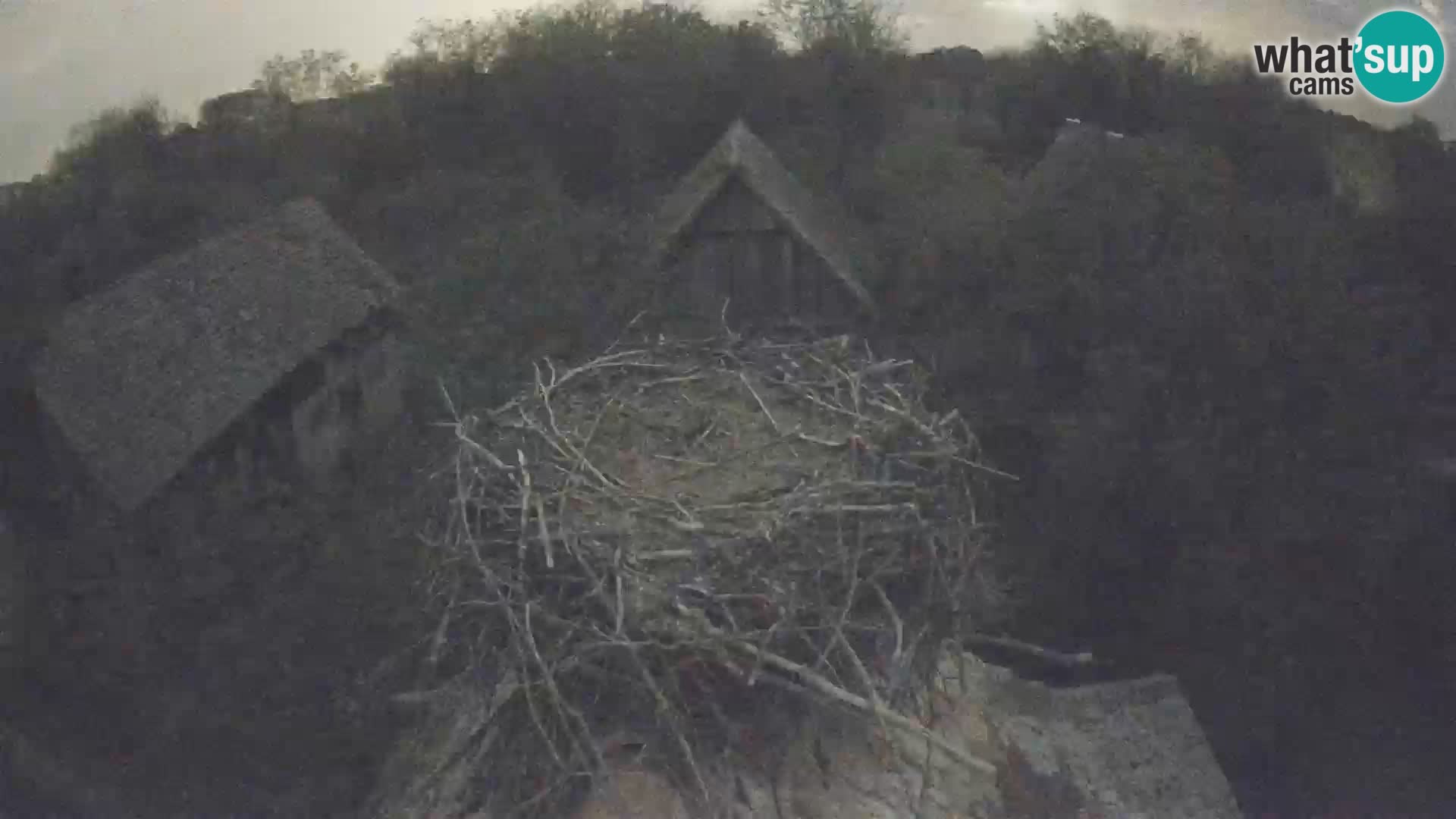 Village européen de cigognes webcam Parc naturel de Lonjsko polje