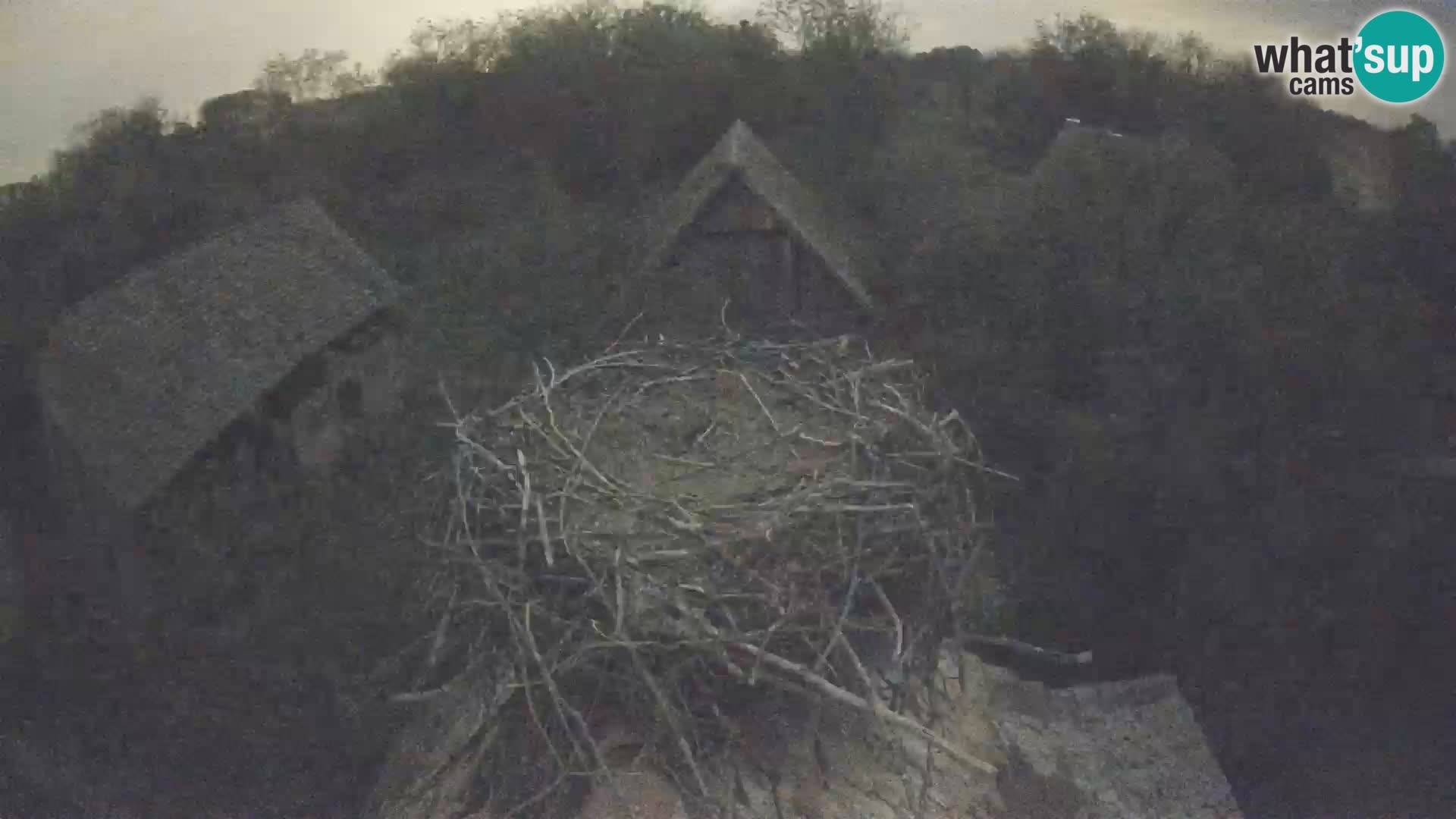 Villaggio delle cicogne europee webcam Parco naturale di Lonjsko polje