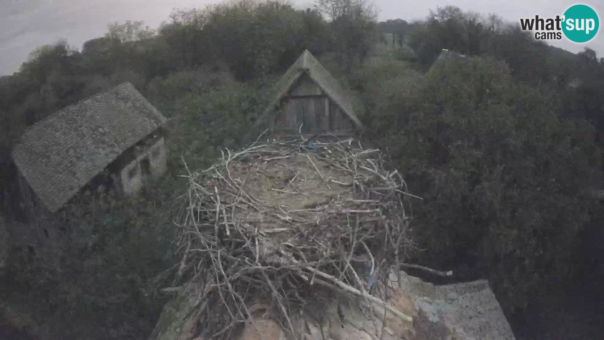 Village européen de cigognes webcam Parc naturel de Lonjsko polje