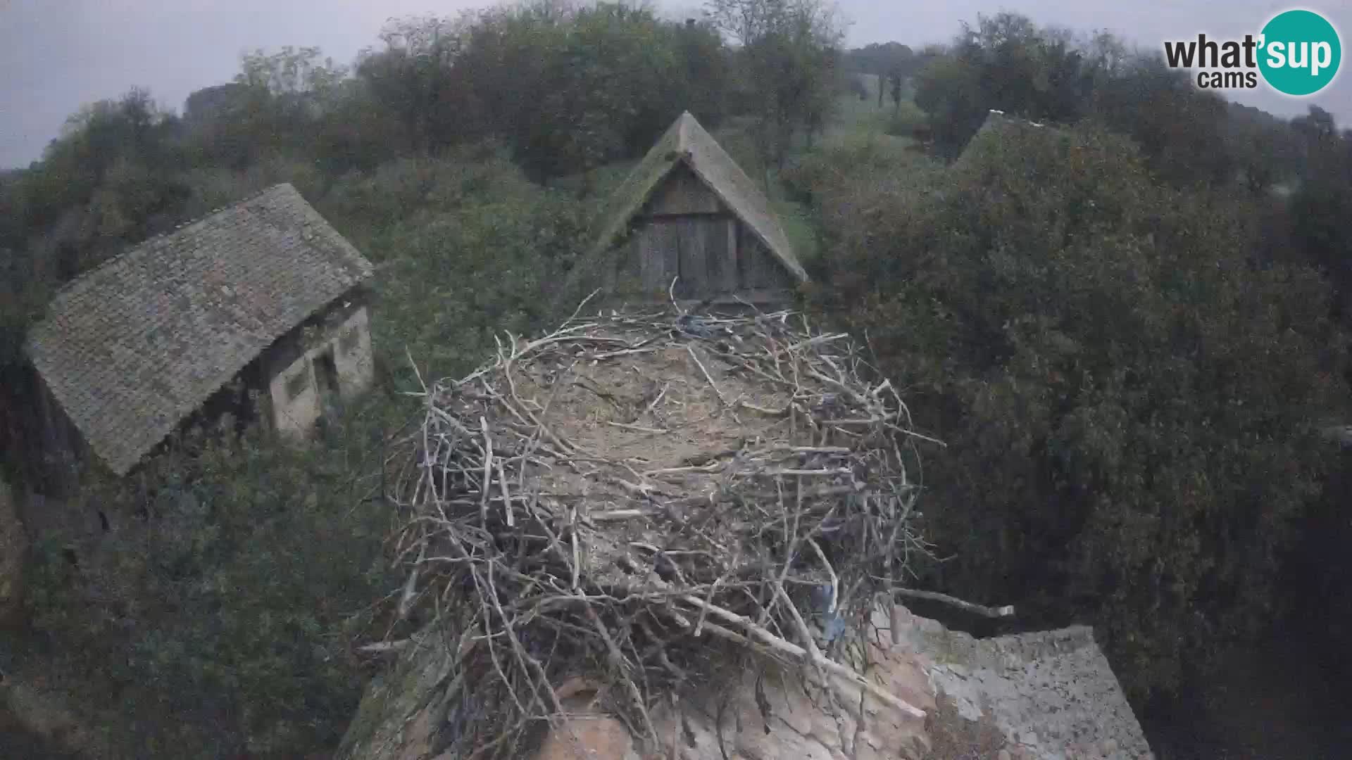 Live webcam European stork village – Lonjsko polje Nature Park