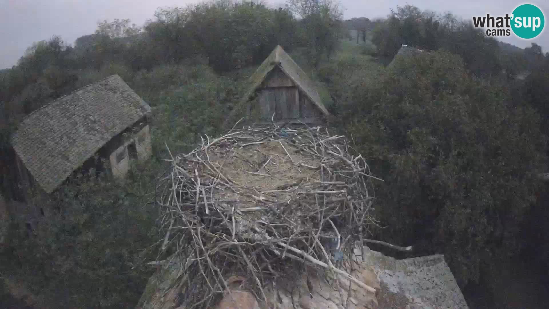 Pueblo europeo de cigüeñas camera en vivo Parque Natural Lonjsko polje