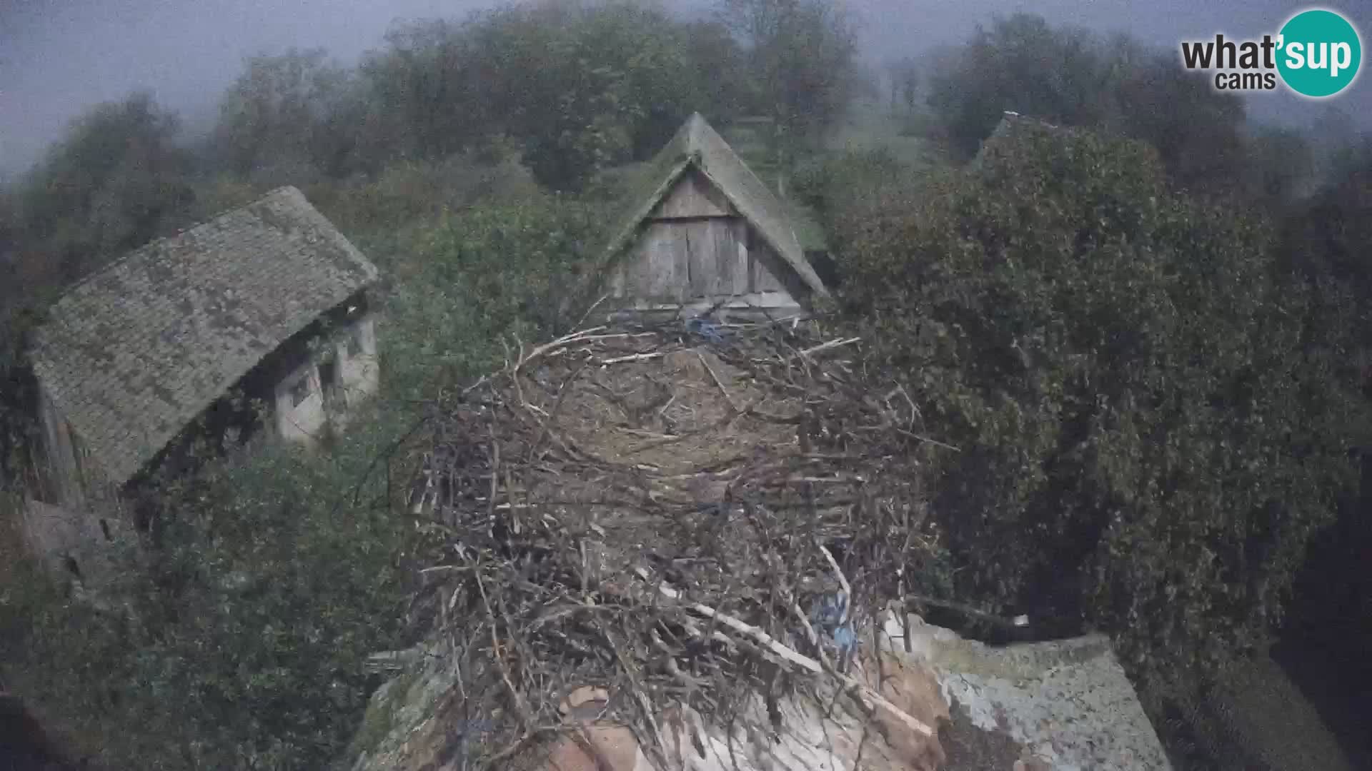 Pueblo europeo de cigüeñas camera en vivo Parque Natural Lonjsko polje