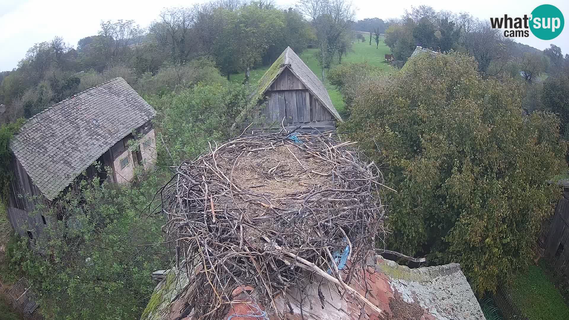 U živo Europsko selo roda – Park prirode Lonjsko polje