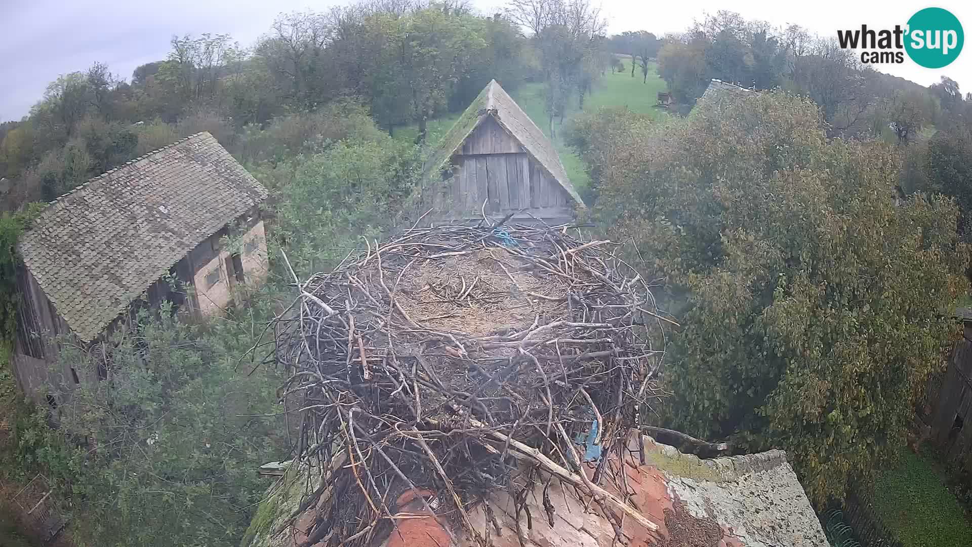 Webcam Europäisches Storchendorf – Naturpark Lonjsko polje