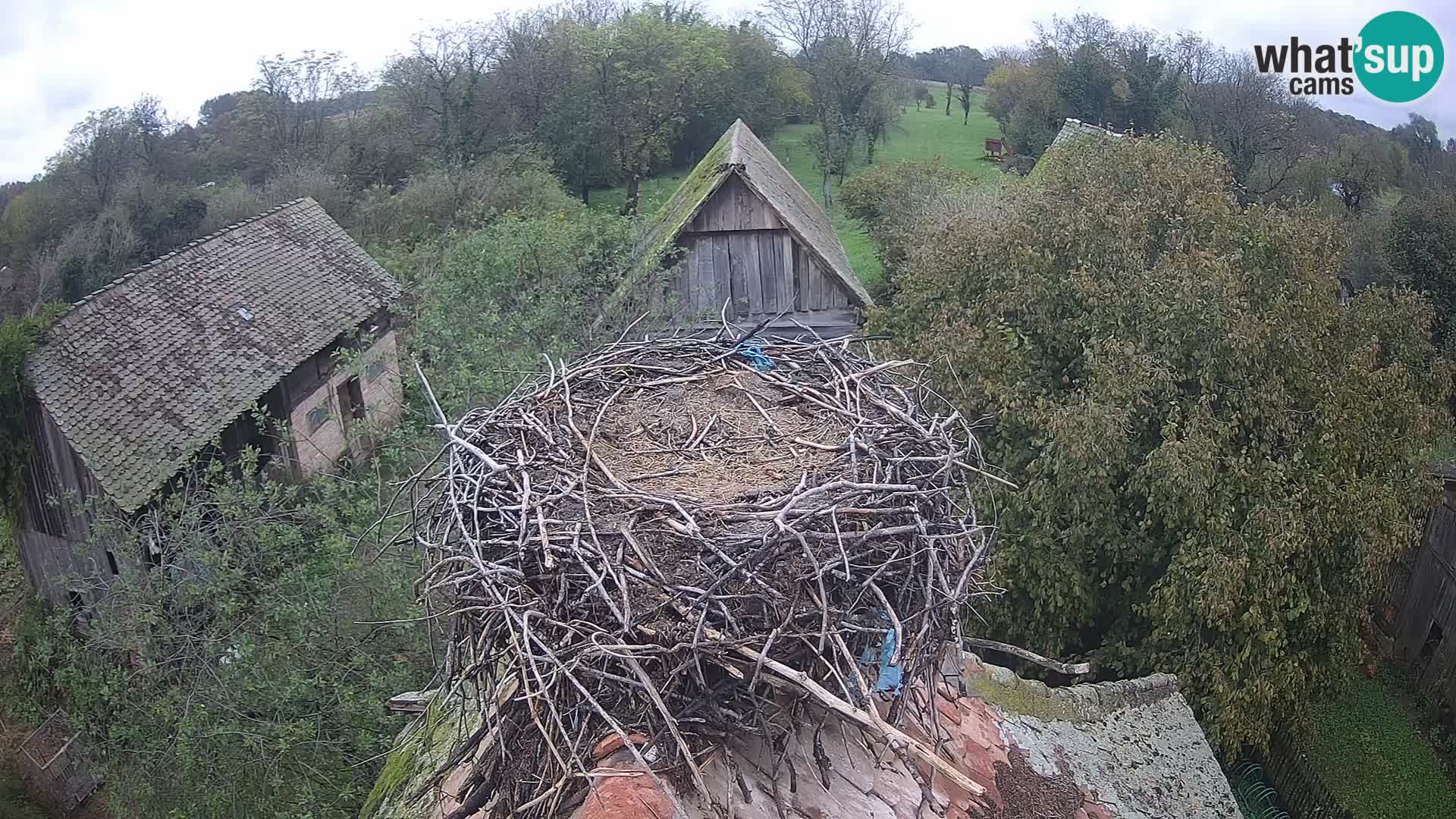 Live webcam European stork village – Lonjsko polje Nature Park