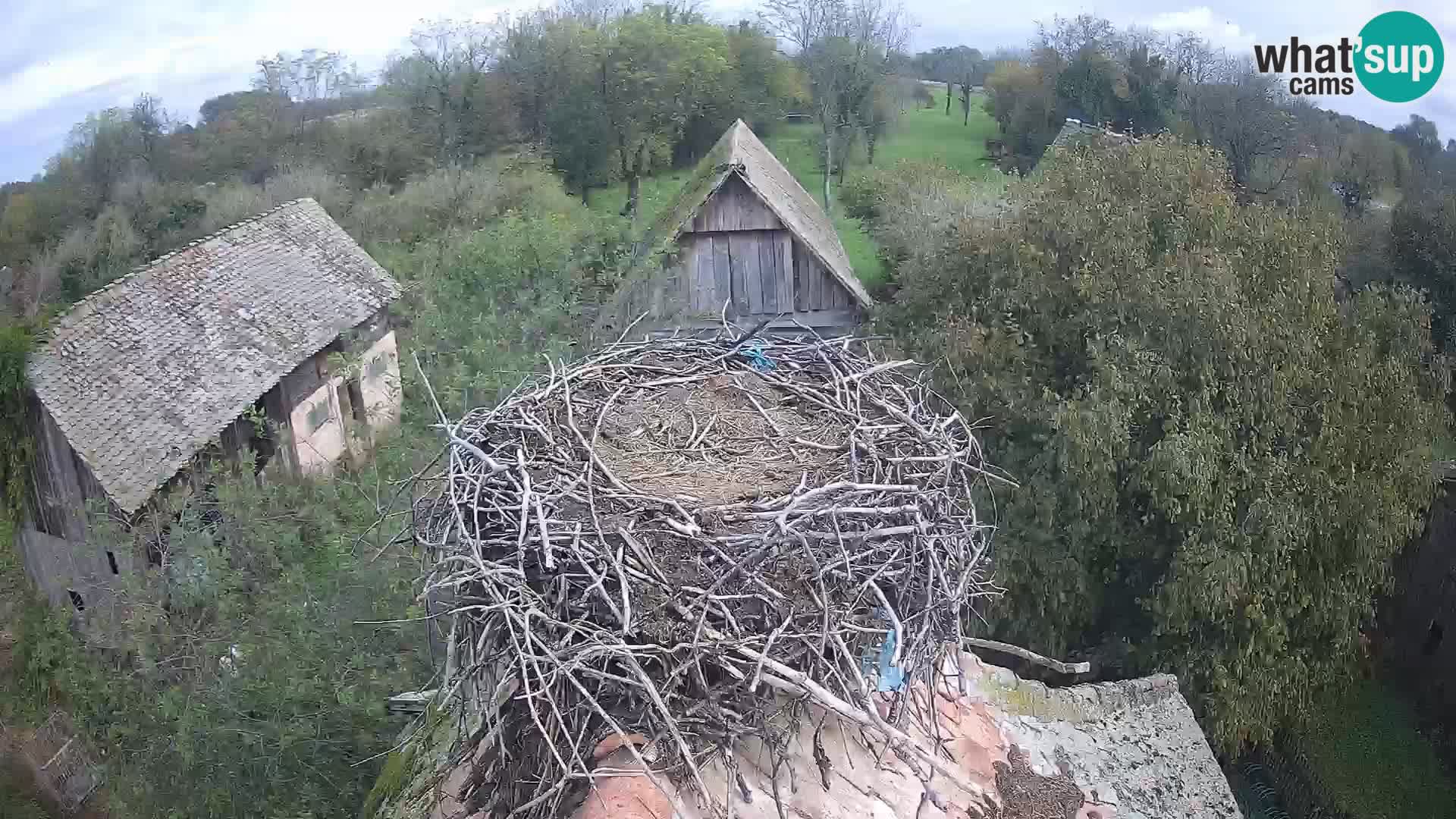 Live webcam European stork village – Lonjsko polje Nature Park