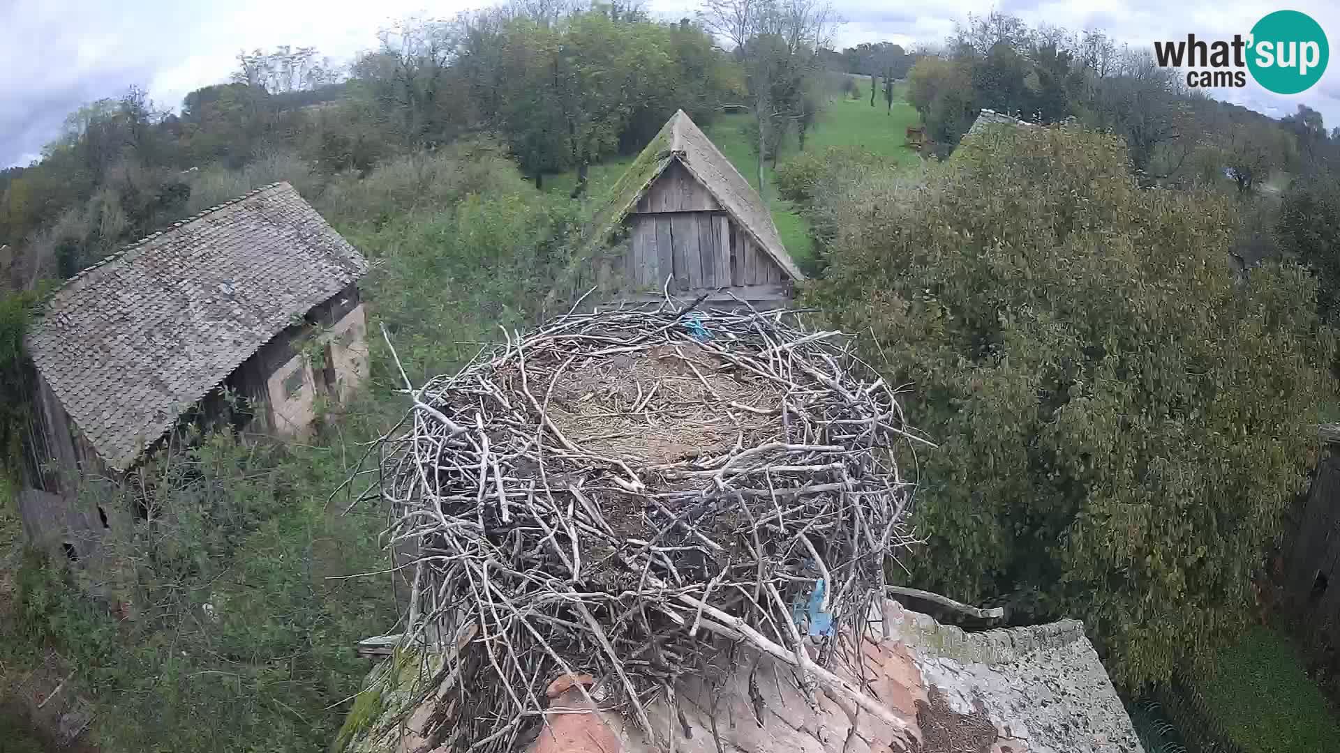 Pueblo europeo de cigüeñas camera en vivo Parque Natural Lonjsko polje