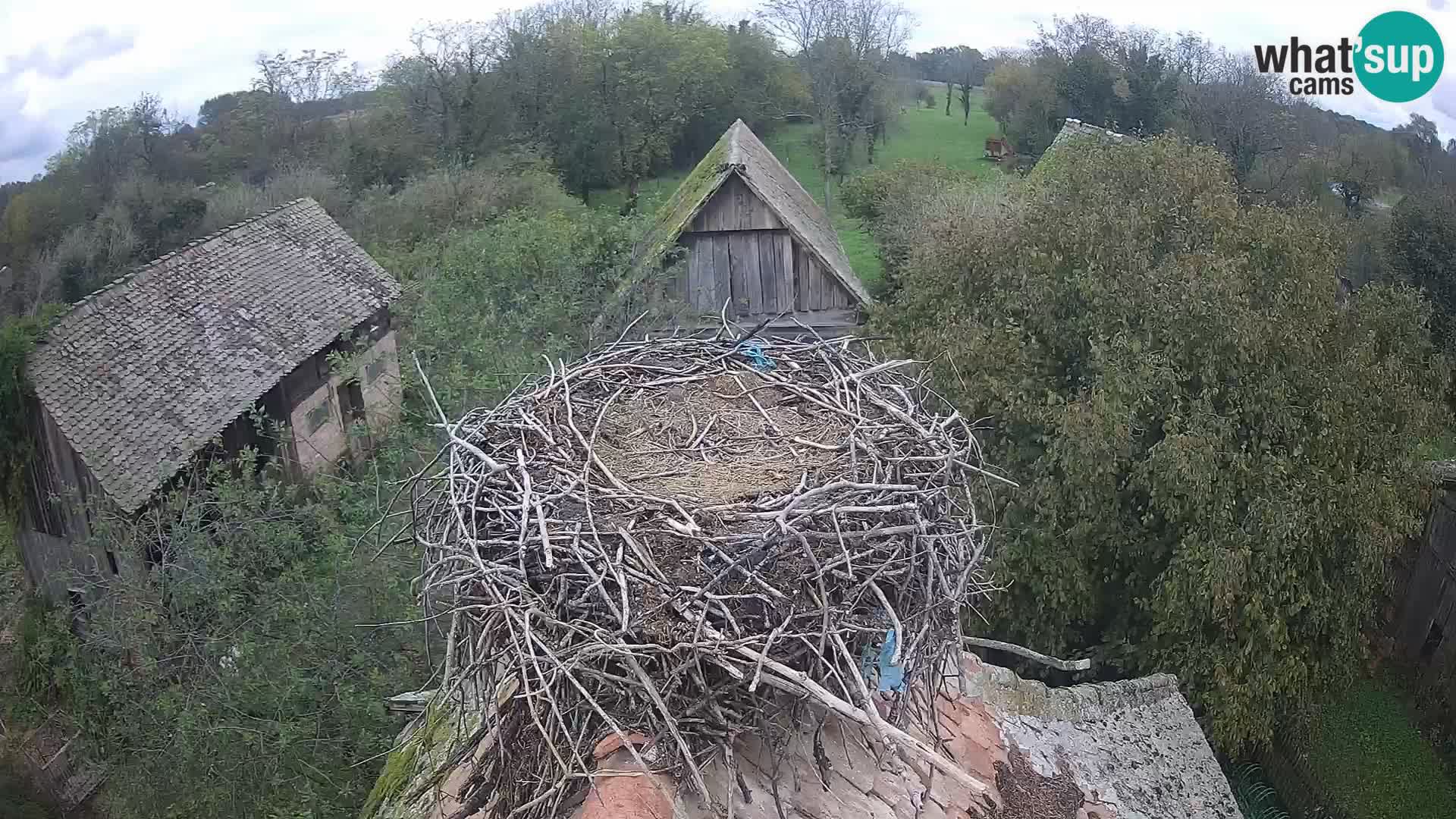 Villaggio delle cicogne europee webcam Parco naturale di Lonjsko polje