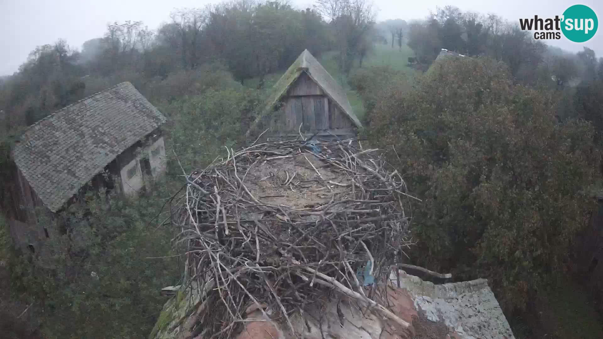 Village européen de cigognes webcam Parc naturel de Lonjsko polje