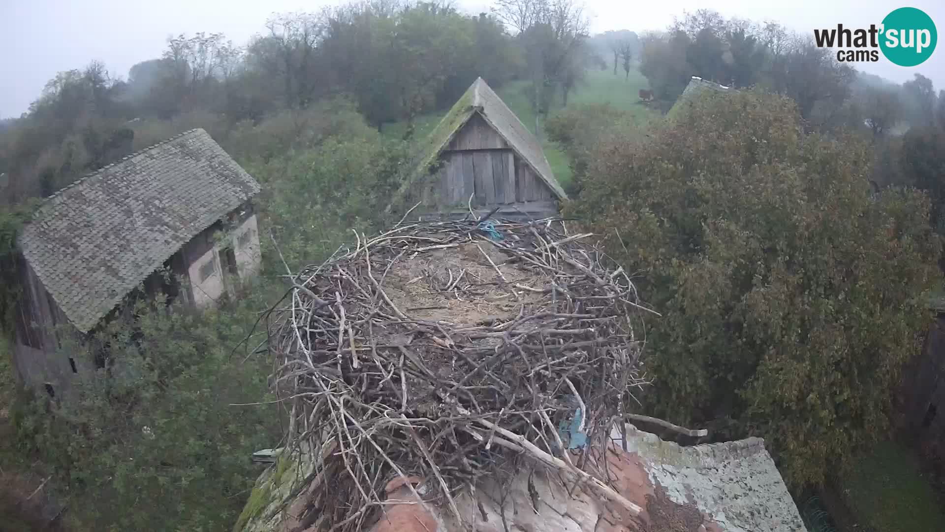 Pueblo europeo de cigüeñas camera en vivo Parque Natural Lonjsko polje