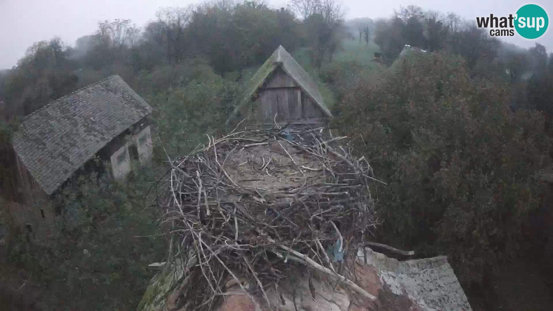 Pueblo europeo de cigüeñas camera en vivo Parque Natural Lonjsko polje