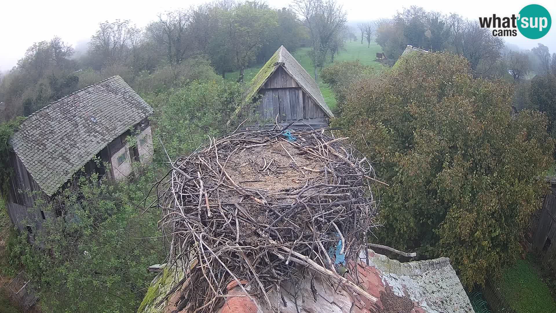 Villaggio delle cicogne europee webcam Parco naturale di Lonjsko polje