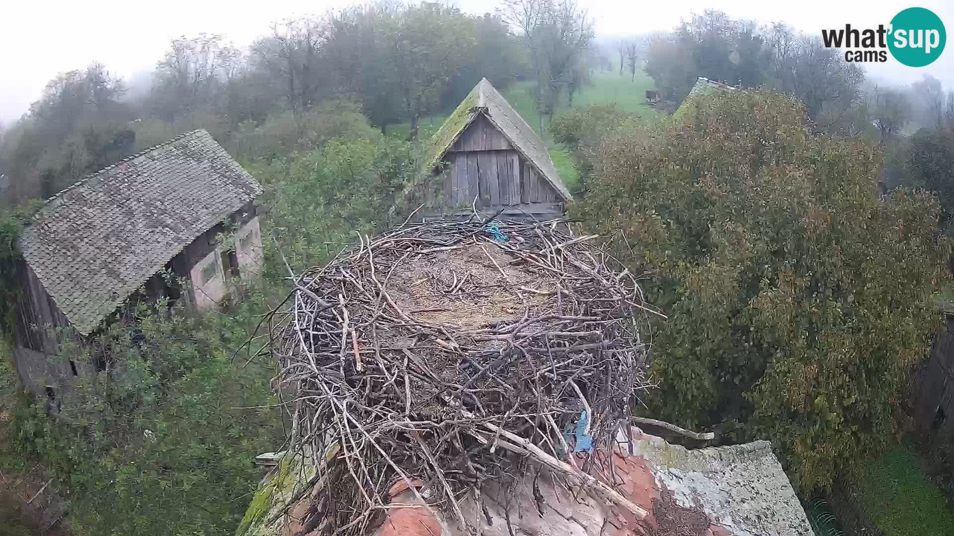 Village européen de cigognes webcam Parc naturel de Lonjsko polje