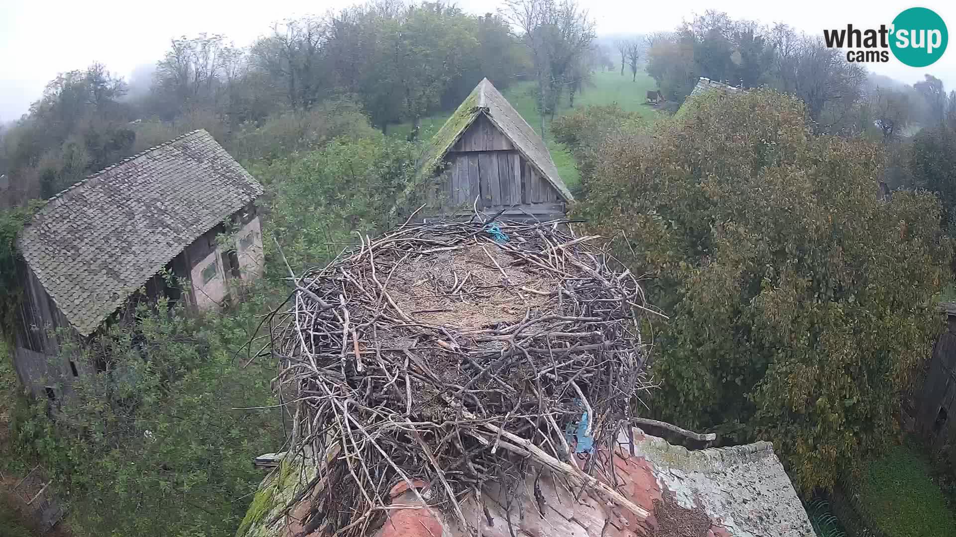 Pueblo europeo de cigüeñas camera en vivo Parque Natural Lonjsko polje