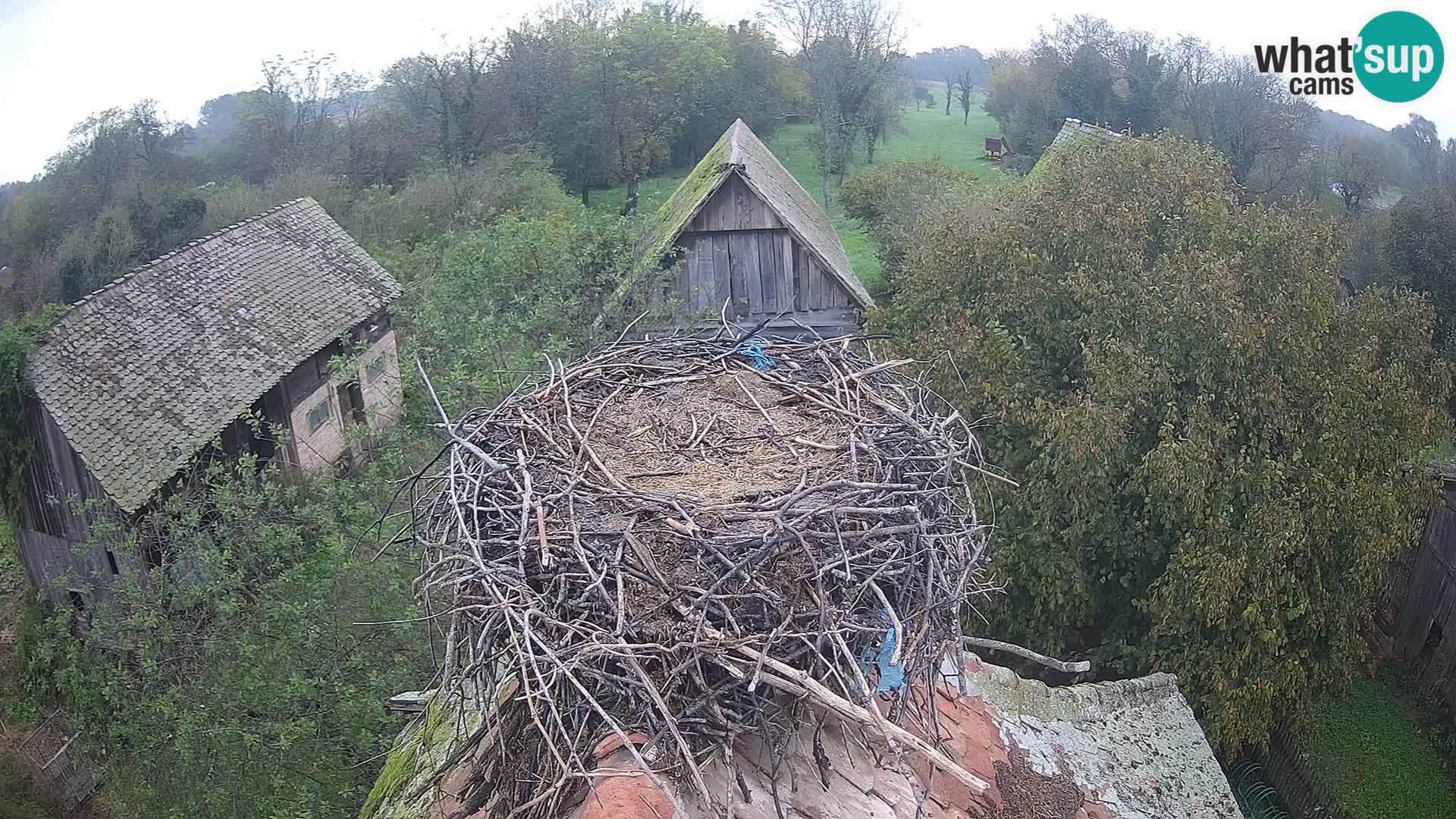 Live webcam European stork village – Lonjsko polje Nature Park