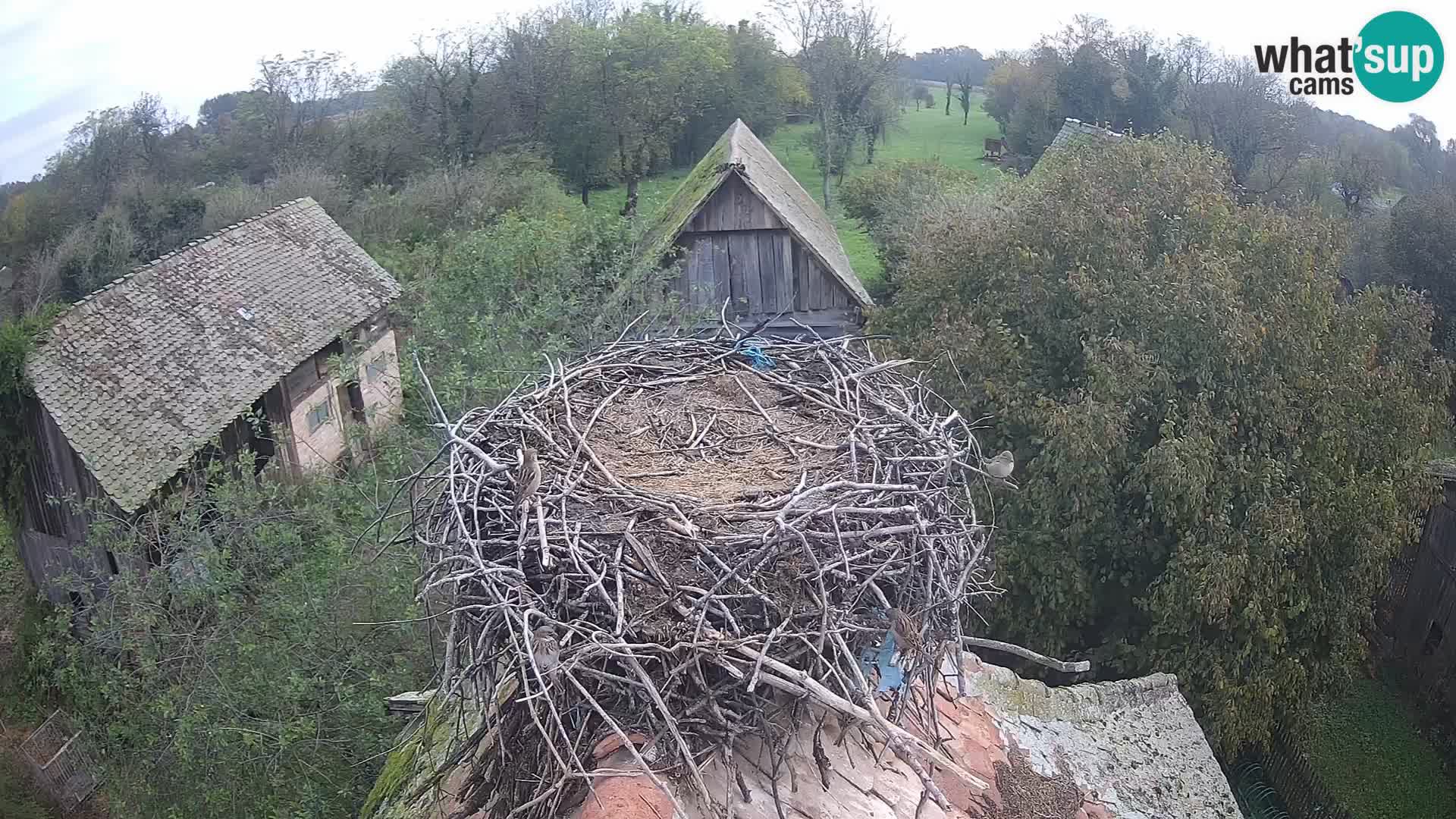 U živo Europsko selo roda – Park prirode Lonjsko polje