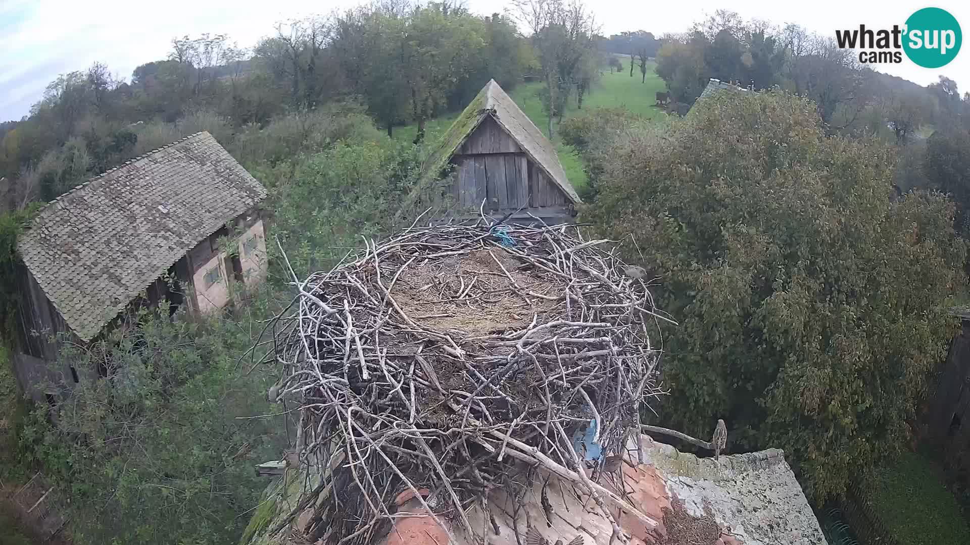 Villaggio delle cicogne europee webcam Parco naturale di Lonjsko polje