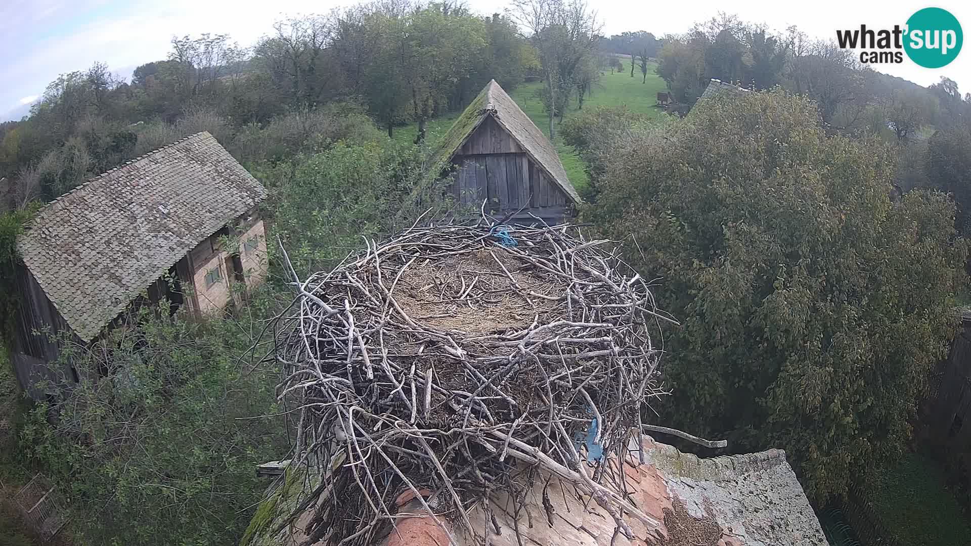 Village européen de cigognes webcam Parc naturel de Lonjsko polje