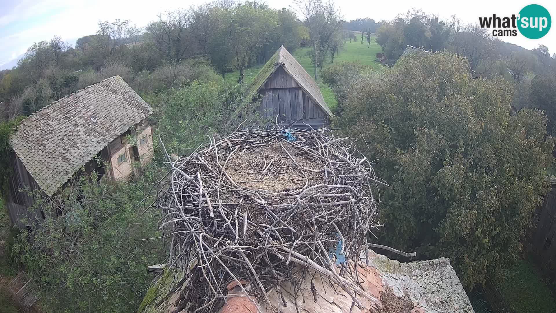 Pueblo europeo de cigüeñas camera en vivo Parque Natural Lonjsko polje