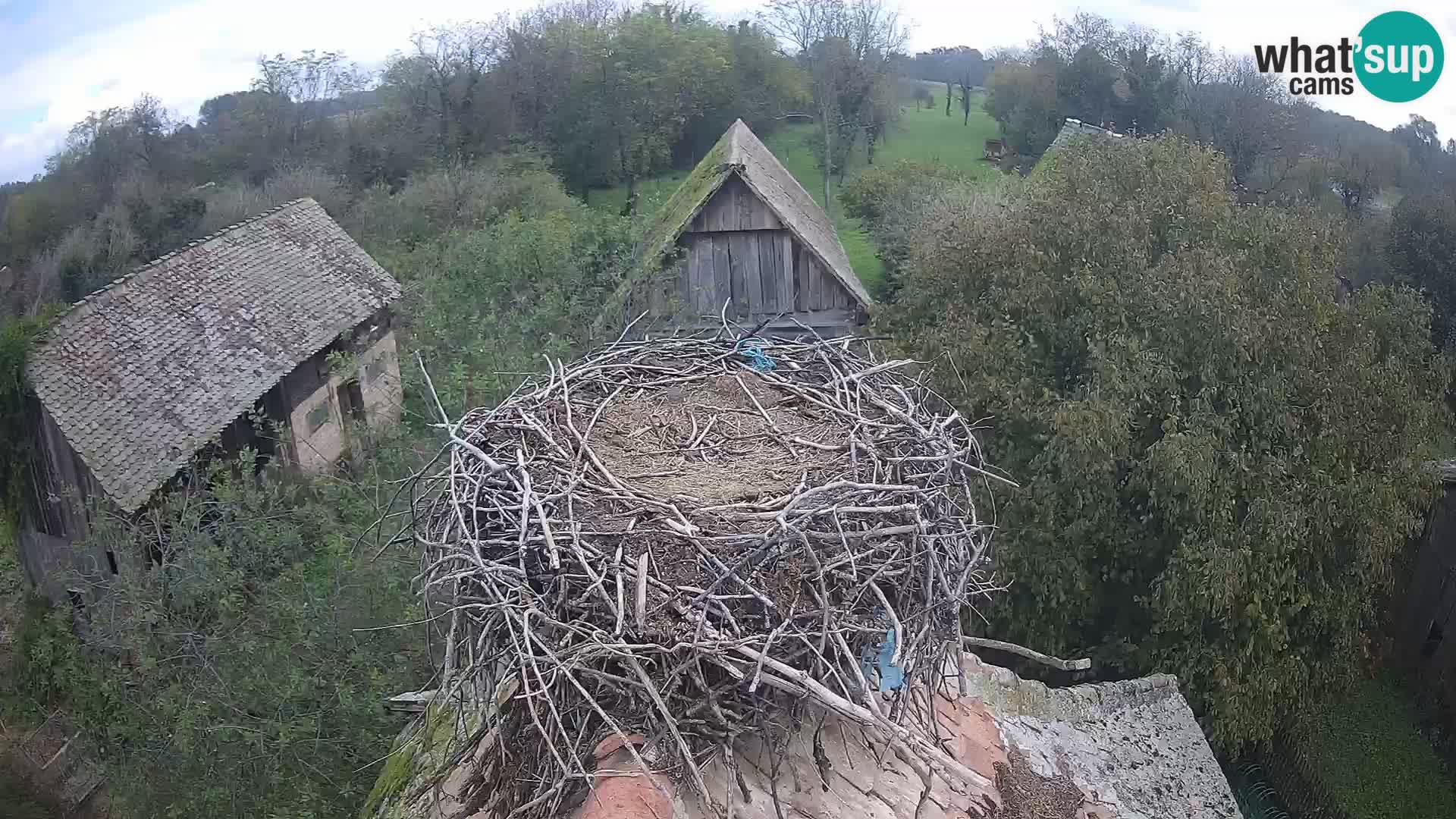 Village européen de cigognes webcam Parc naturel de Lonjsko polje