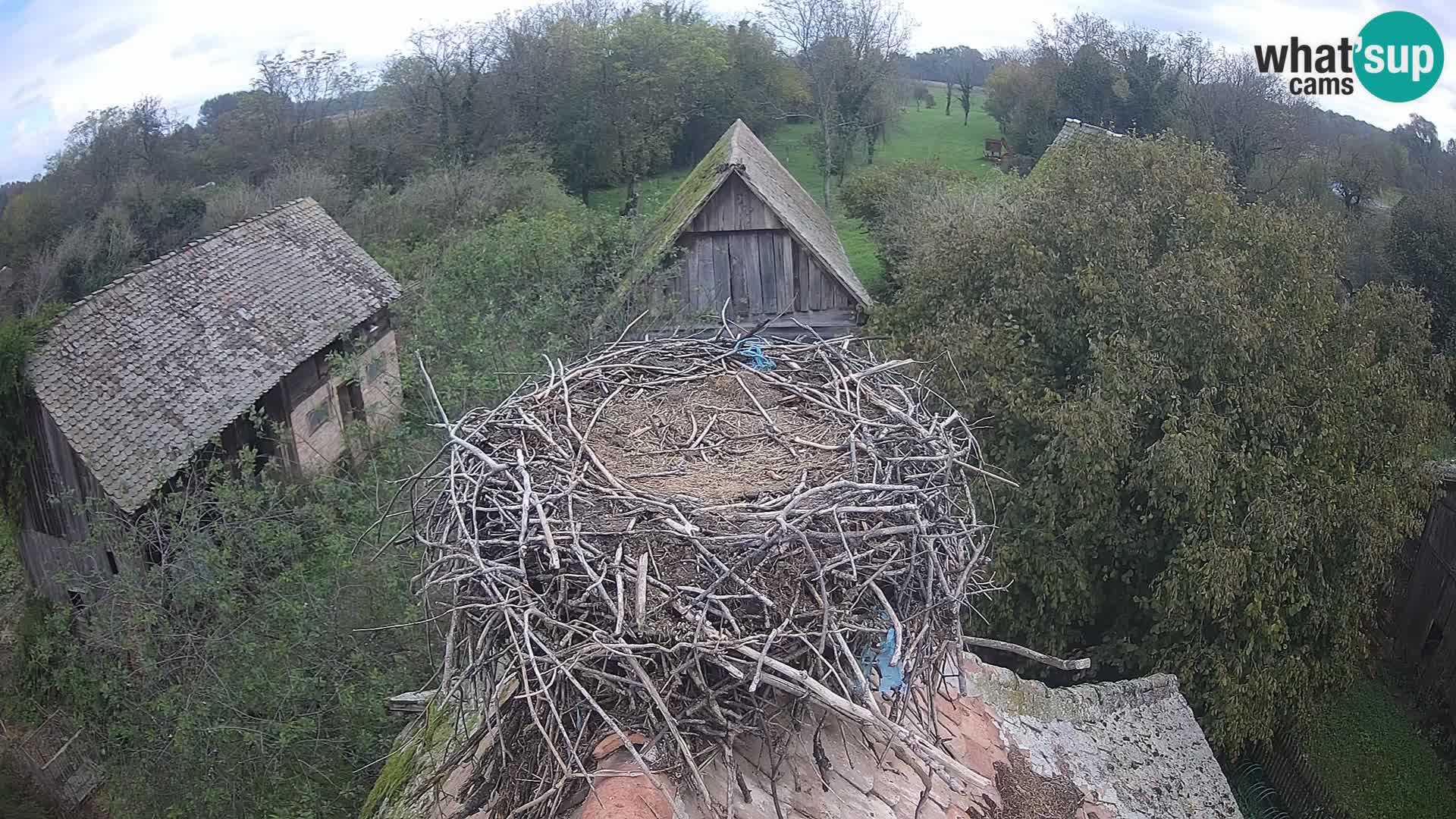 Villaggio delle cicogne europee webcam Parco naturale di Lonjsko polje