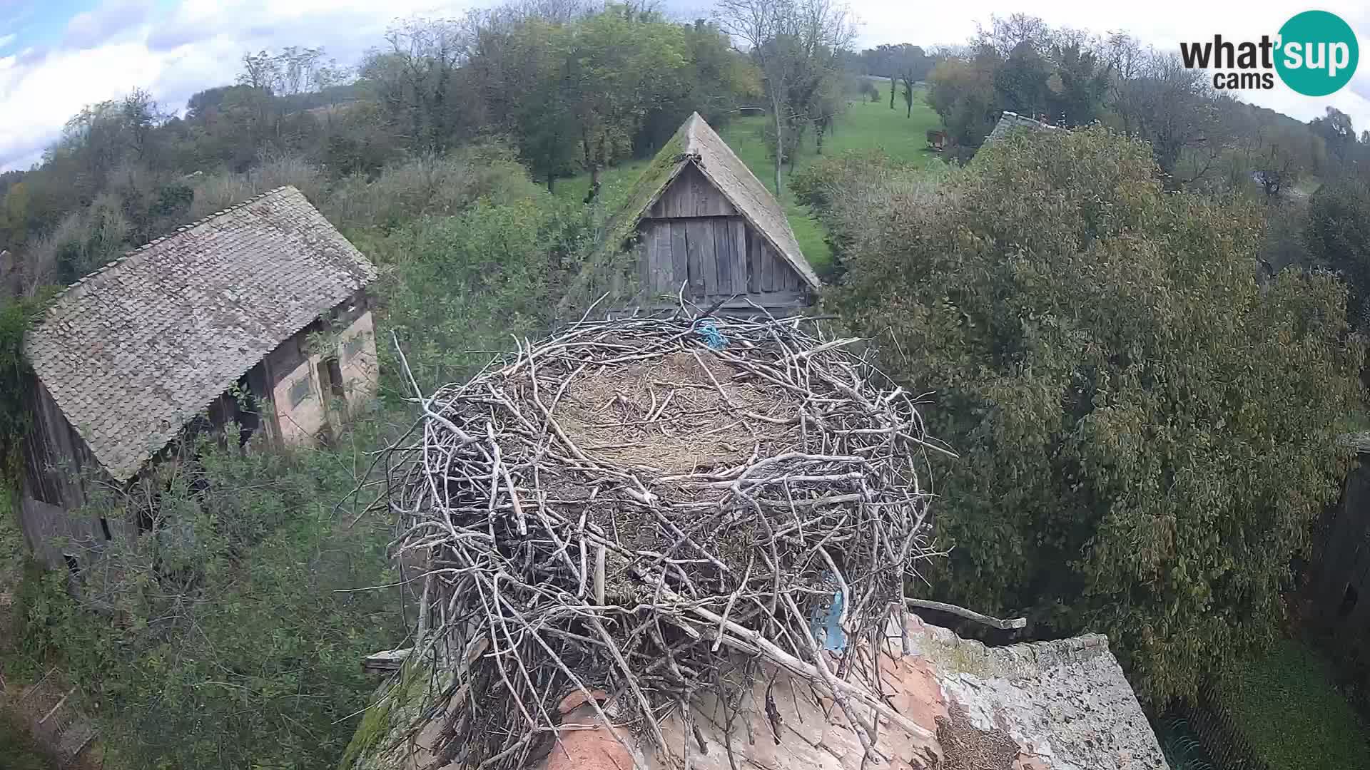 Pueblo europeo de cigüeñas camera en vivo Parque Natural Lonjsko polje