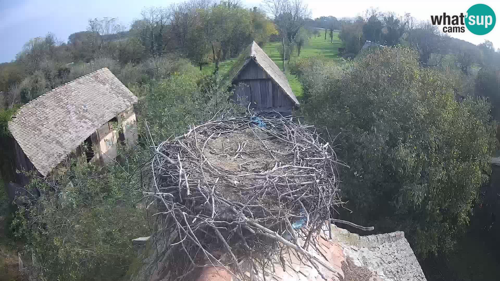 Live webcam European stork village – Lonjsko polje Nature Park