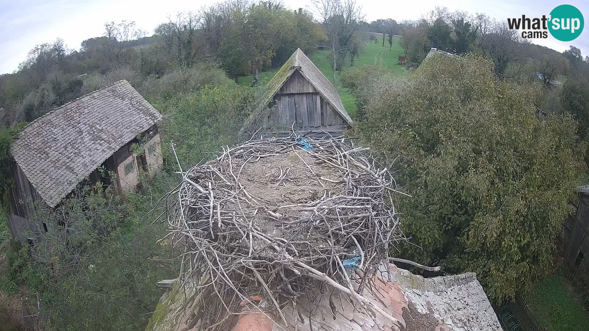 Pueblo europeo de cigüeñas camera en vivo Parque Natural Lonjsko polje