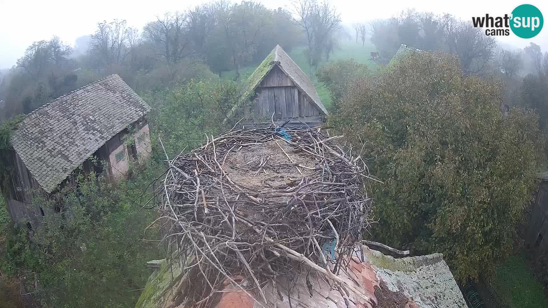 Live webcam European stork village – Lonjsko polje Nature Park