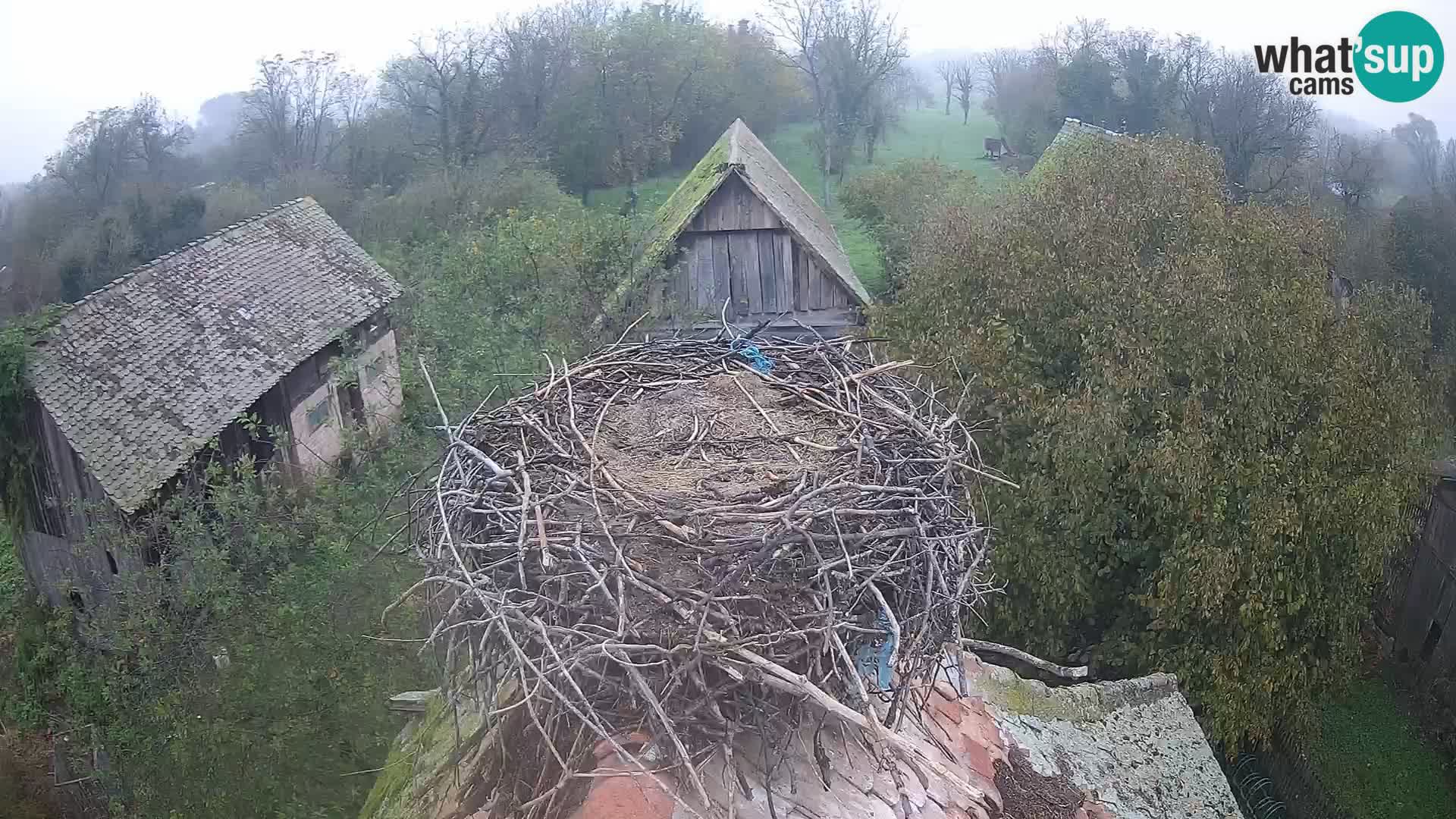 Villaggio delle cicogne europee webcam Parco naturale di Lonjsko polje