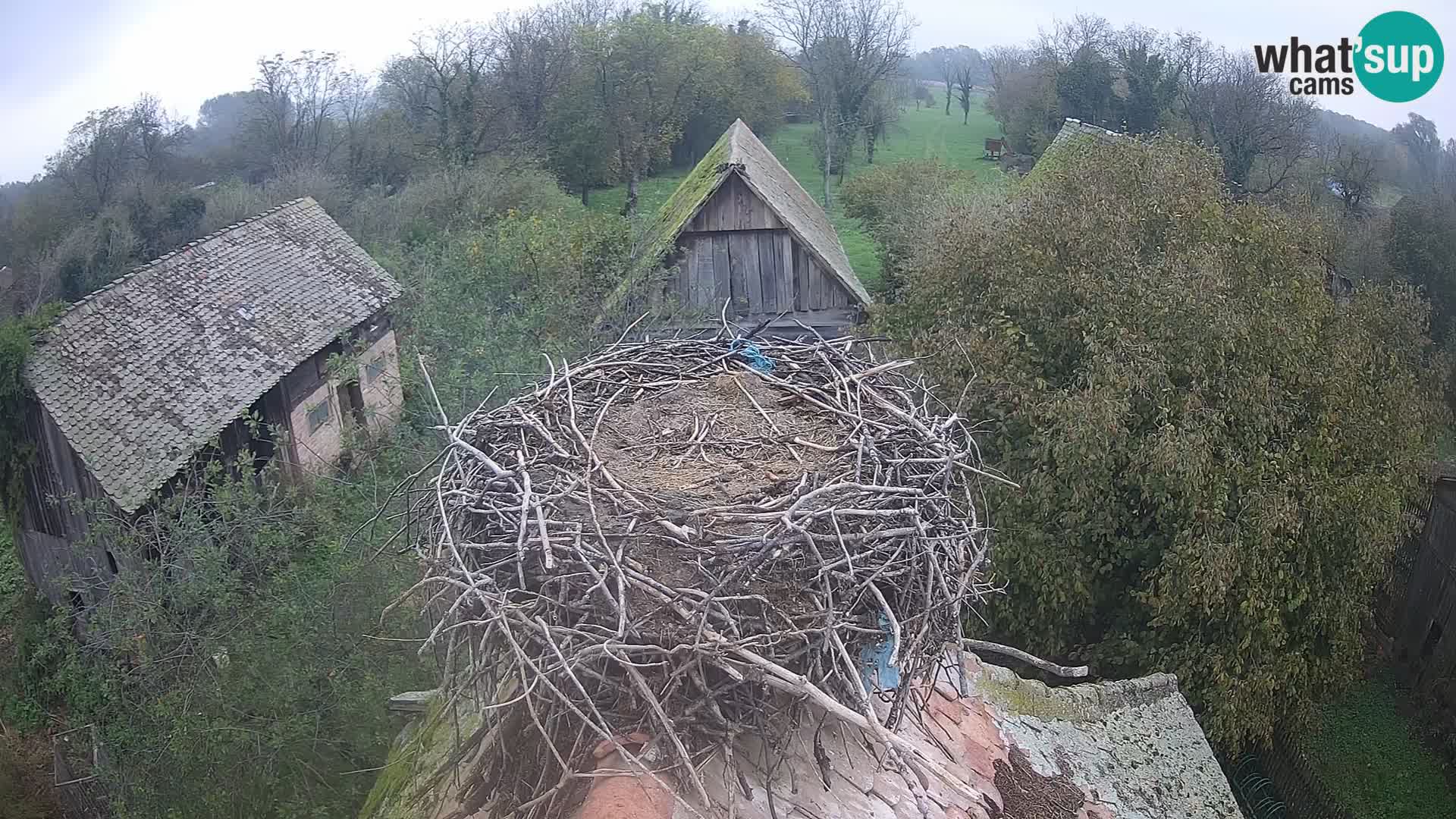 Villaggio delle cicogne europee webcam Parco naturale di Lonjsko polje