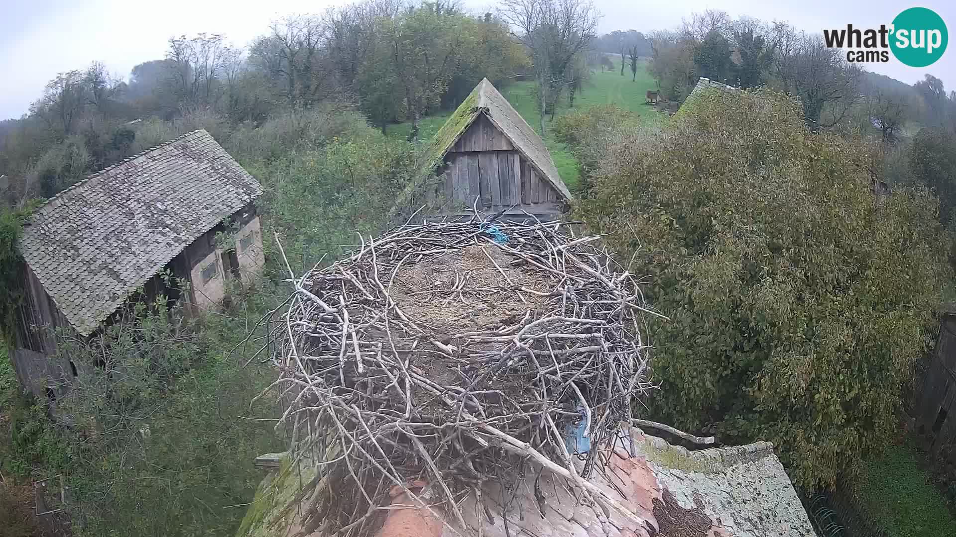 Webcam Europäisches Storchendorf – Naturpark Lonjsko polje