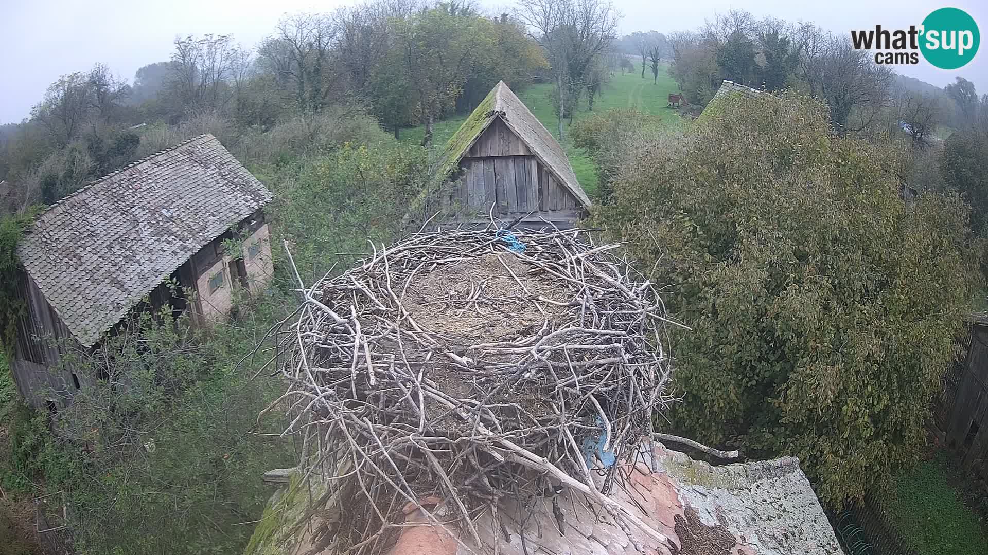 Evropska vas štorklje – Krajinski park Lonjsko polje spletna kamera